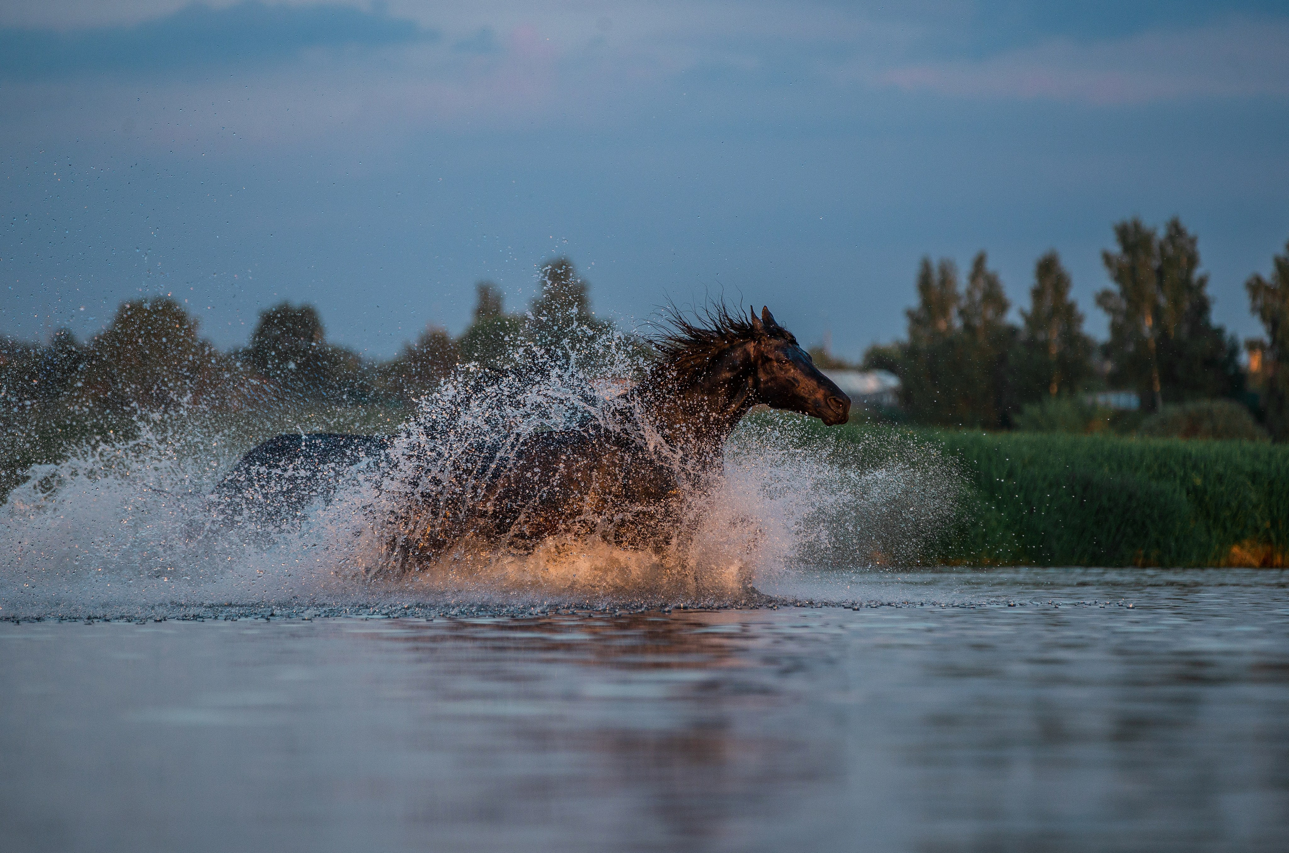 Разное. Фотограф-анималист Ксендзова Кристина