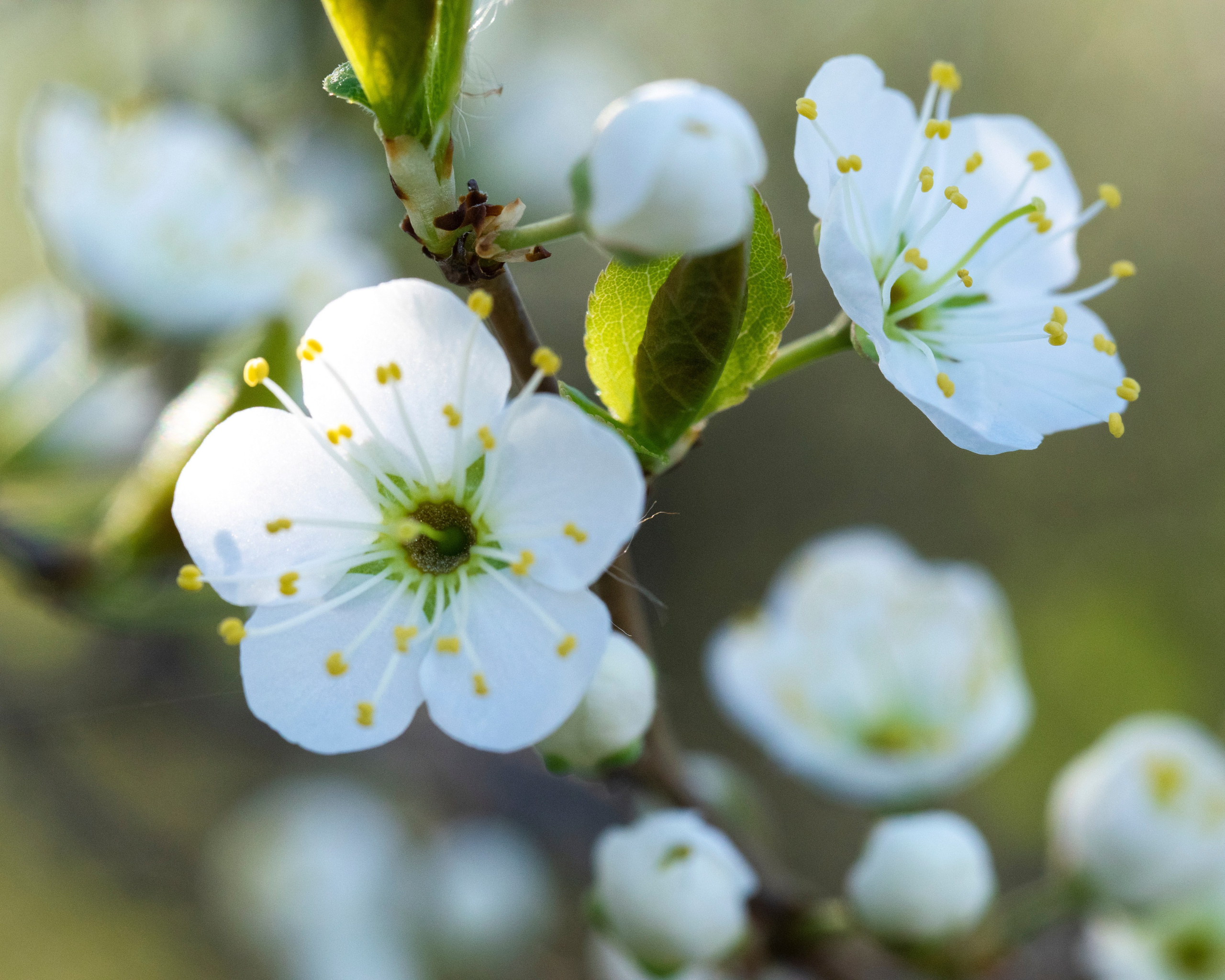 Цветы. Фотограф Вадим Хмурковский