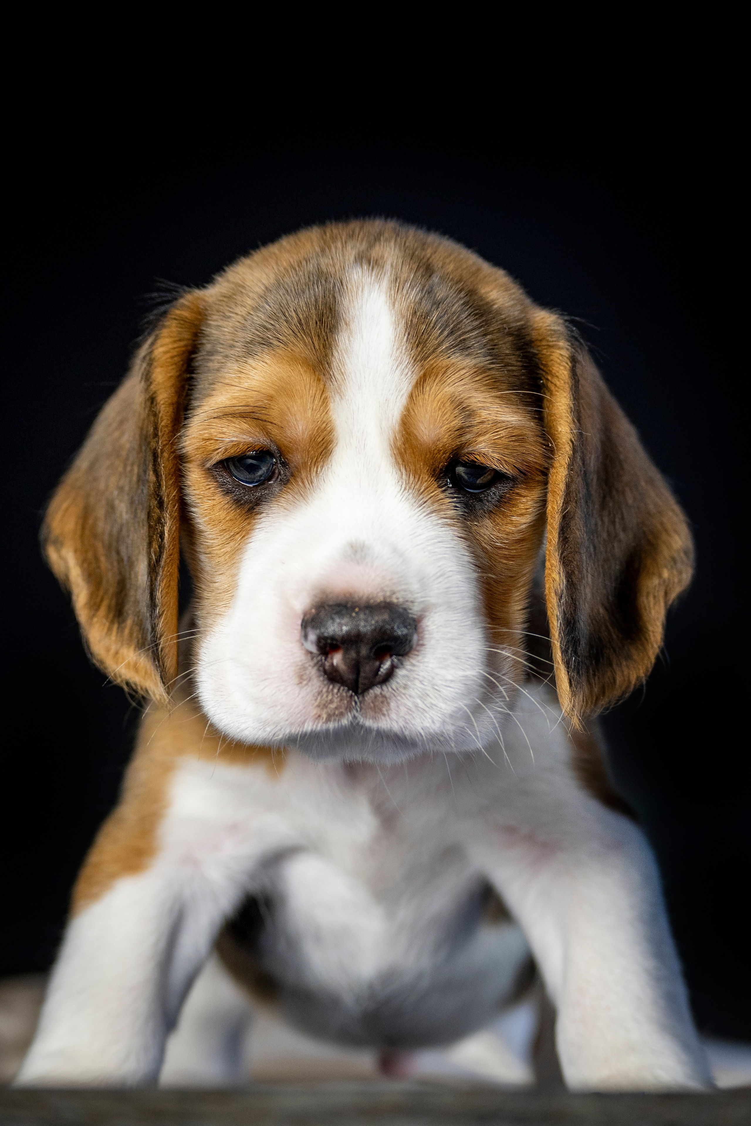 Фотосессия щенков бигля. Фотограф анималист в Санкт-Петербурге Таша Крейв