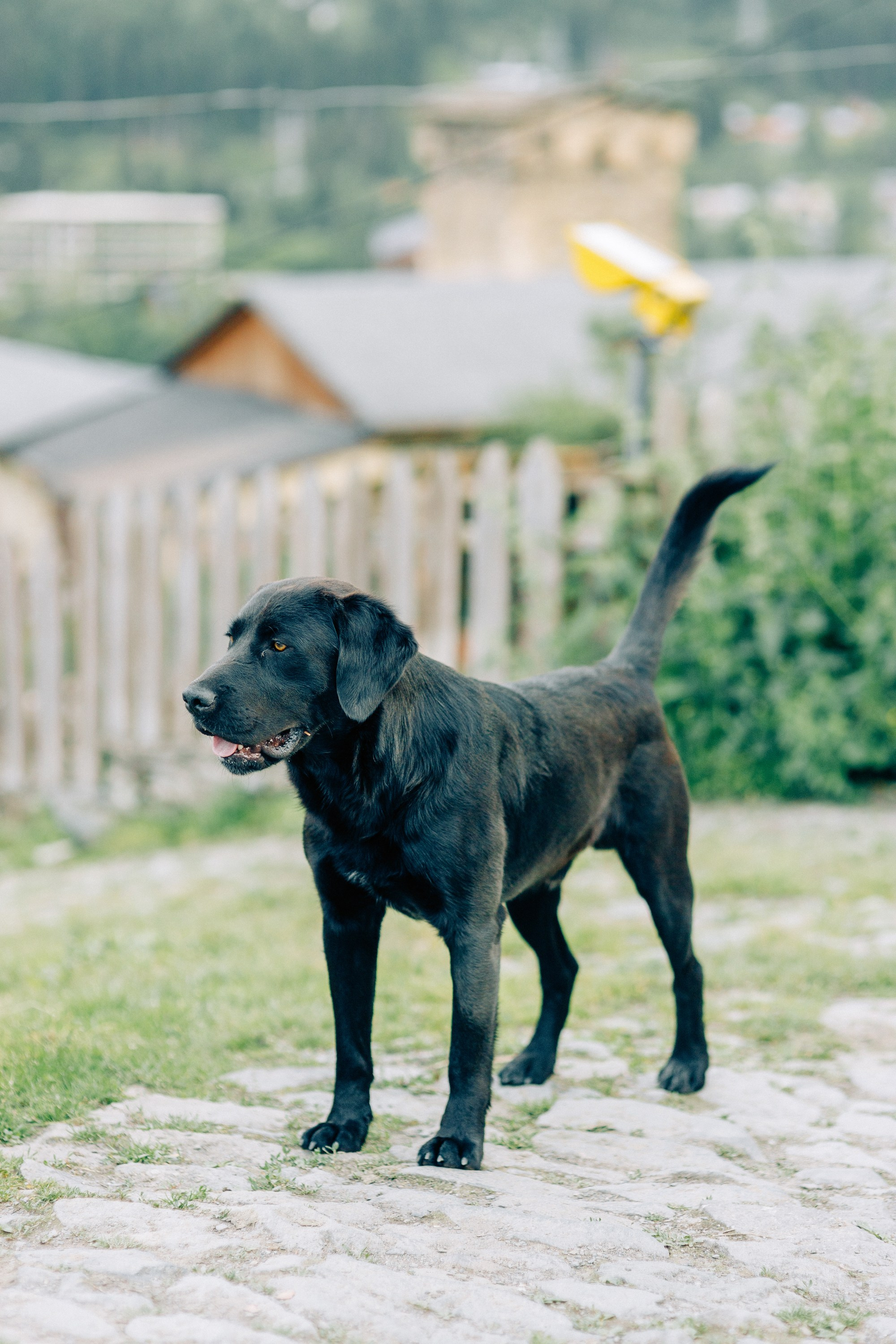 Свадьба в горах Сванетии в Грузии