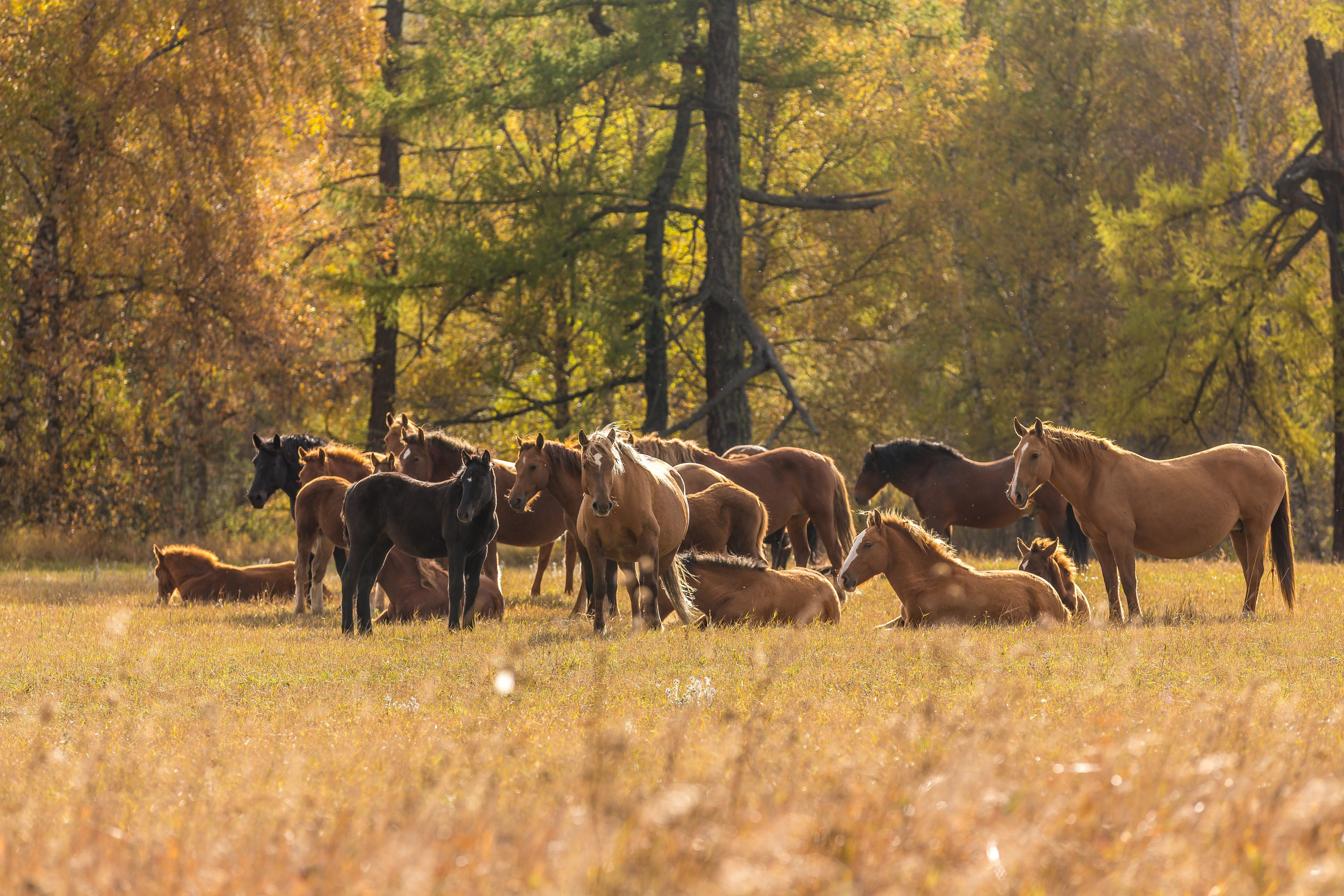 Алтай осень. Фотограф Евгений Кожевников