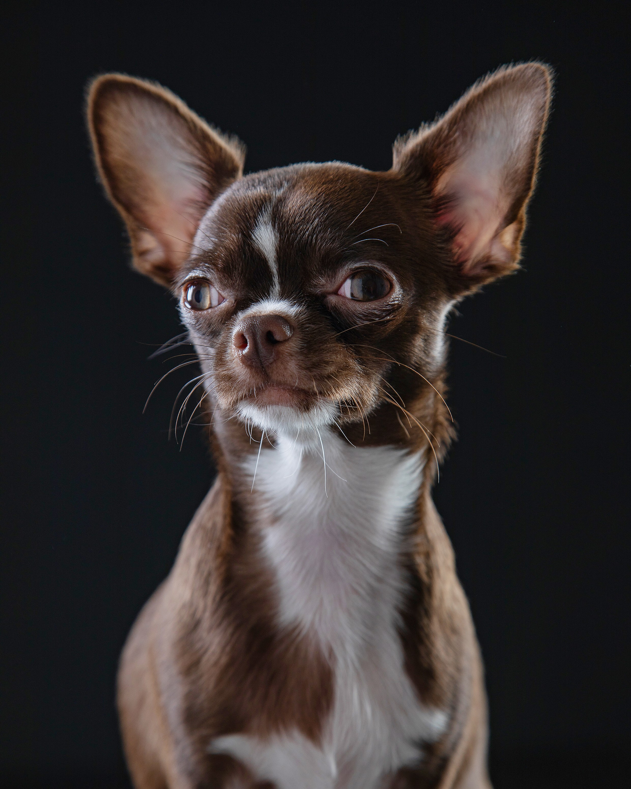 Pets Photography / Фотограф Собак