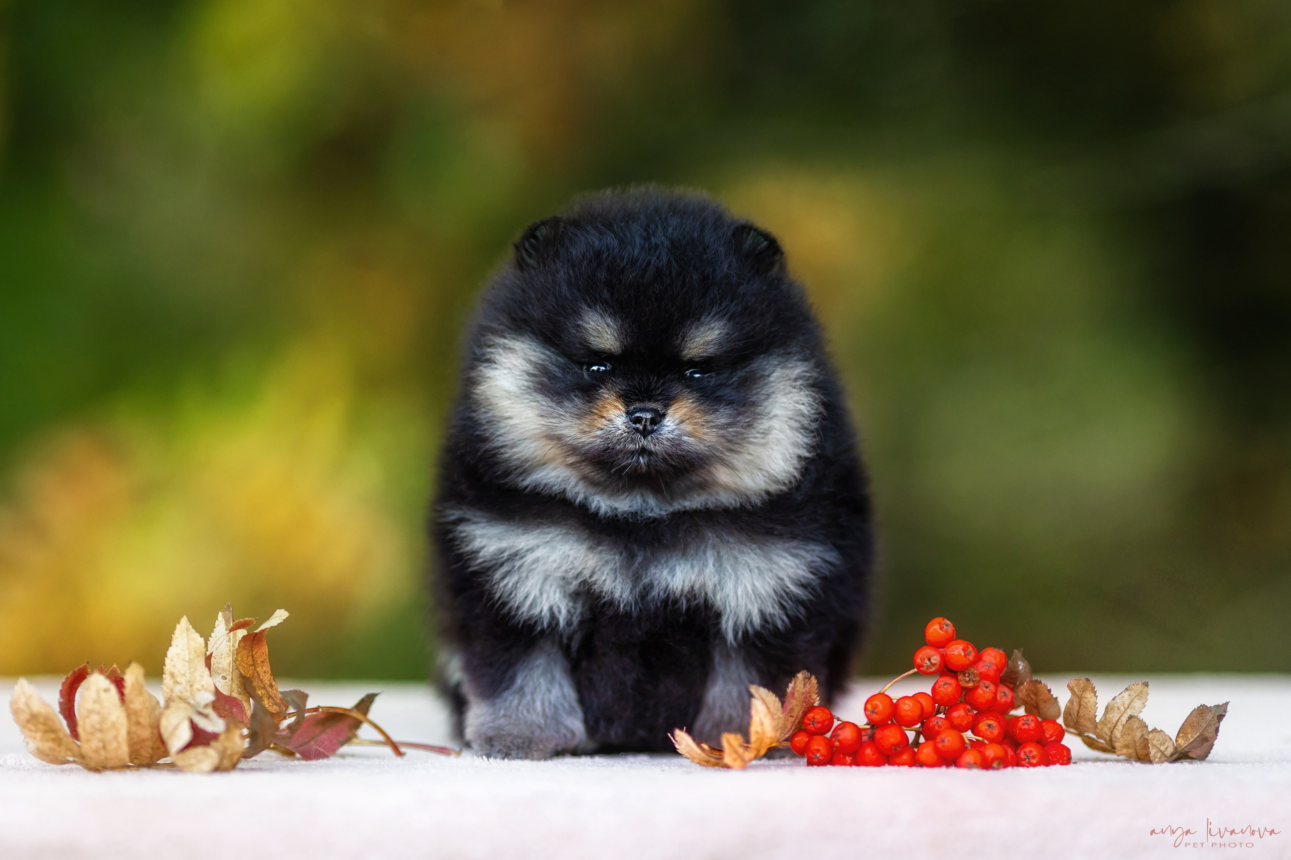 Шпицы. Фотограф анималист Аня Ливанова | Рыбинск