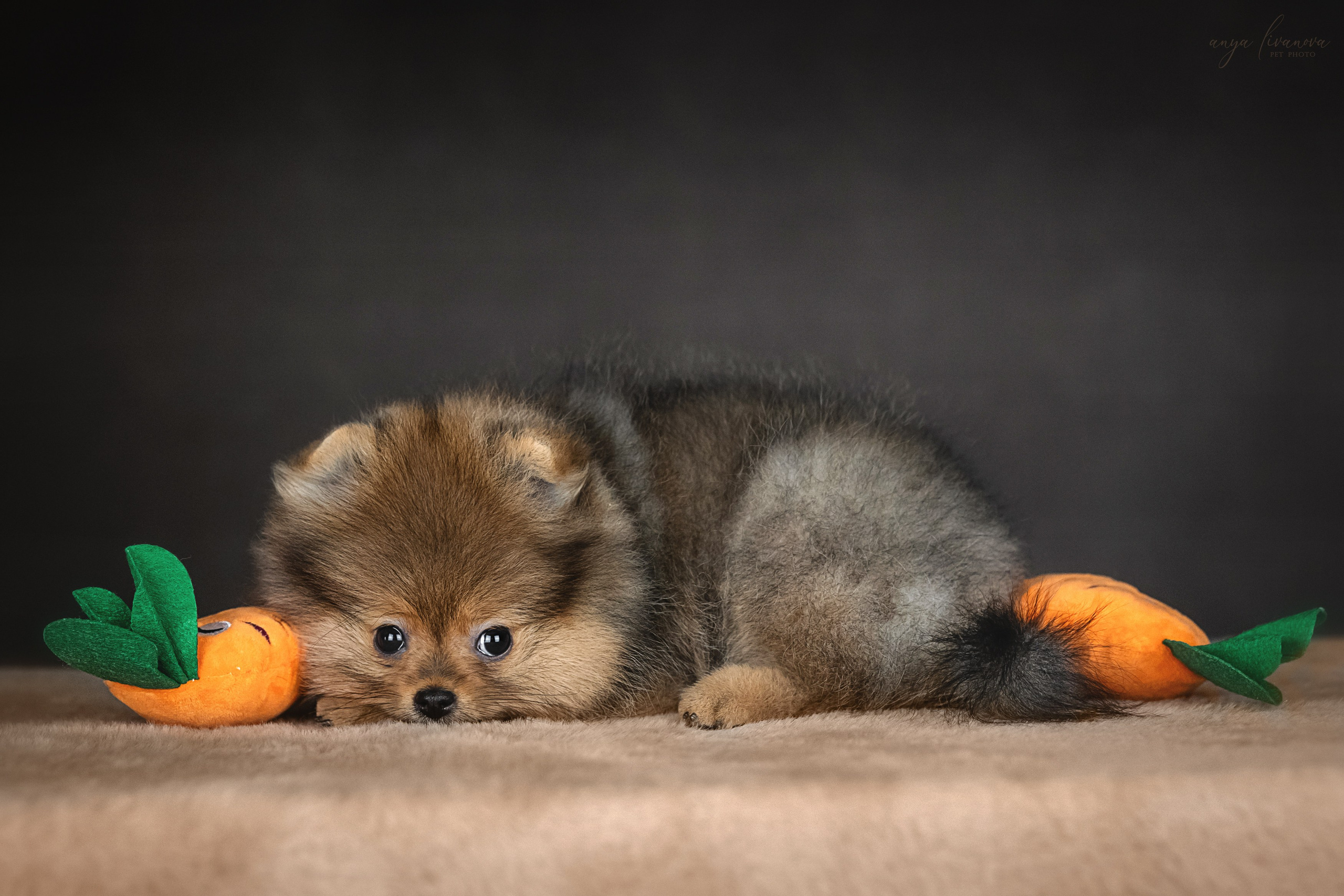 Шпицулики. Фотограф анималист Аня Ливанова | Рыбинск