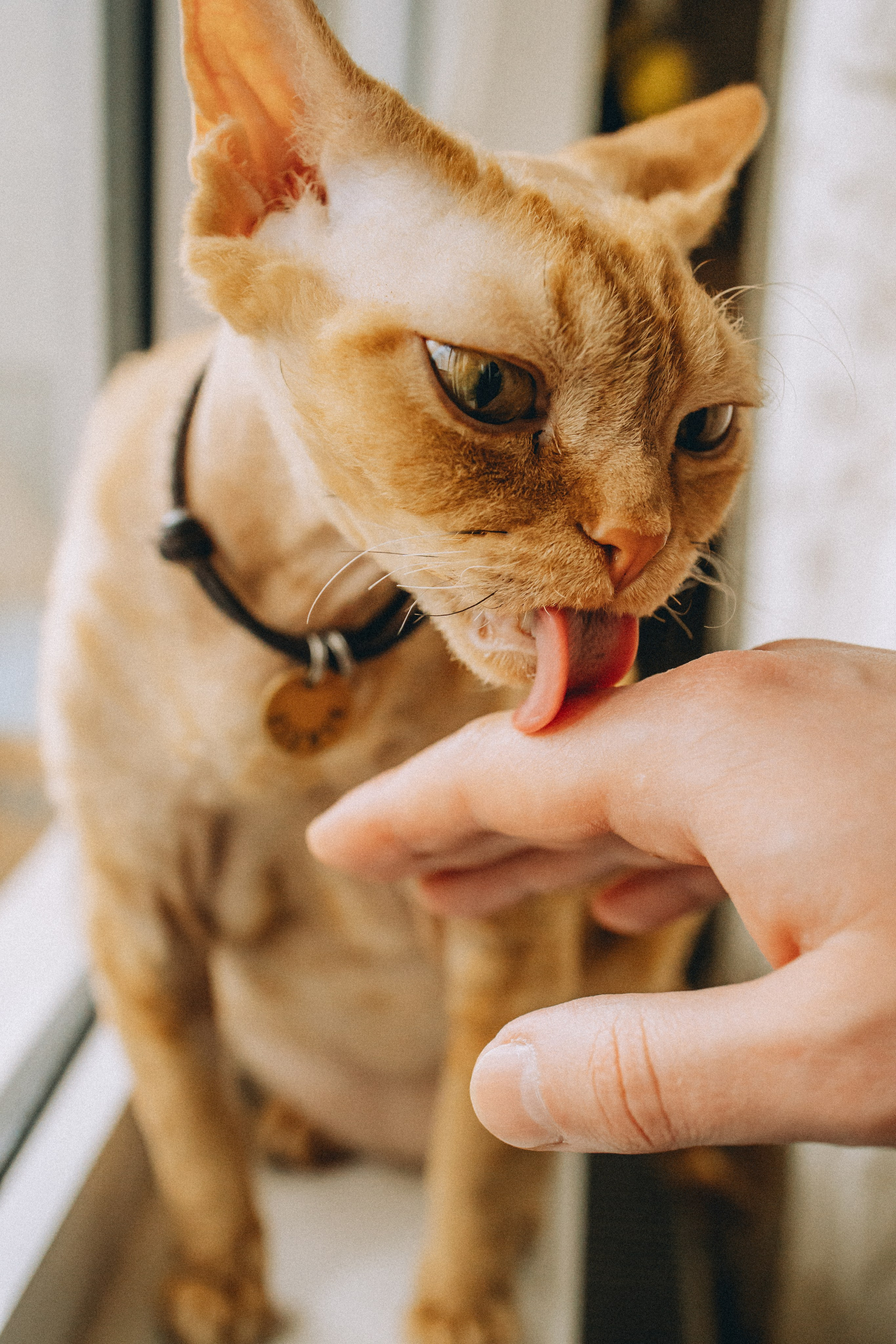 Гречка, Ковш и их семья