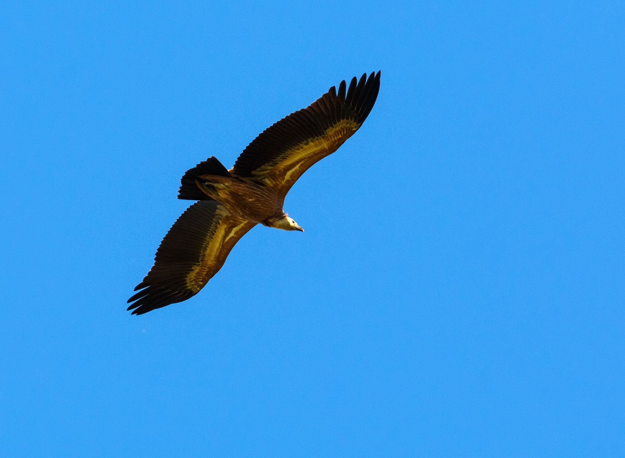 Свадебный фотограф в Геленджике