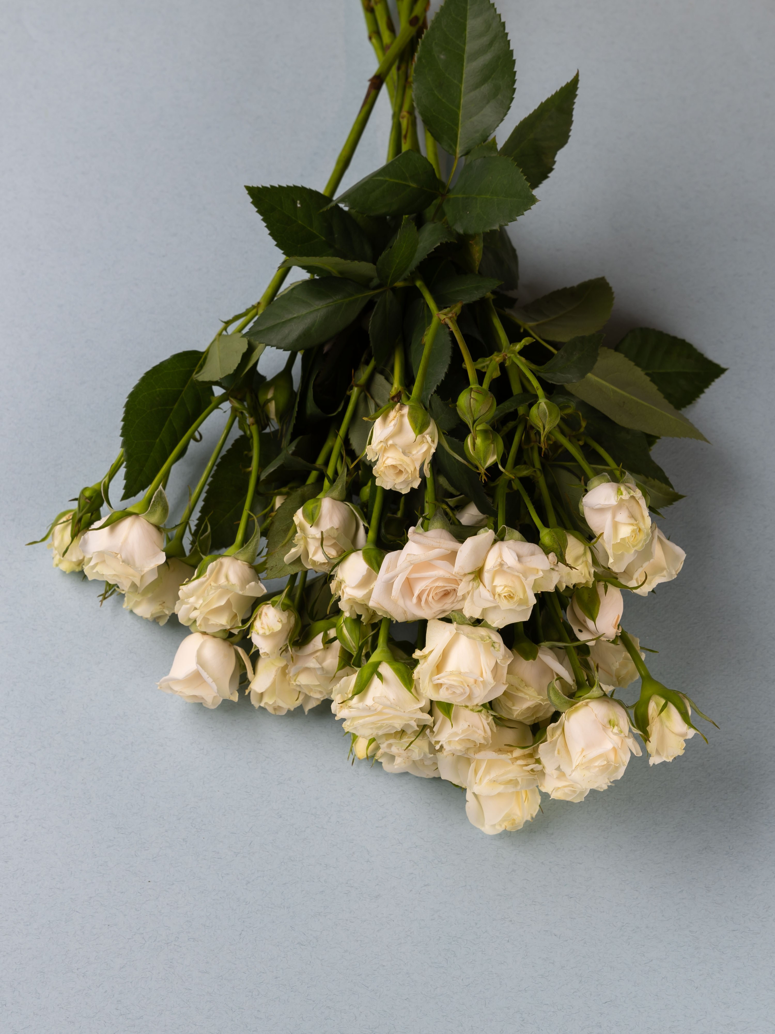 ЦВЕТЫ. ФОТОГРАФ ВИНОГРАДОВА ДАРЬЯ