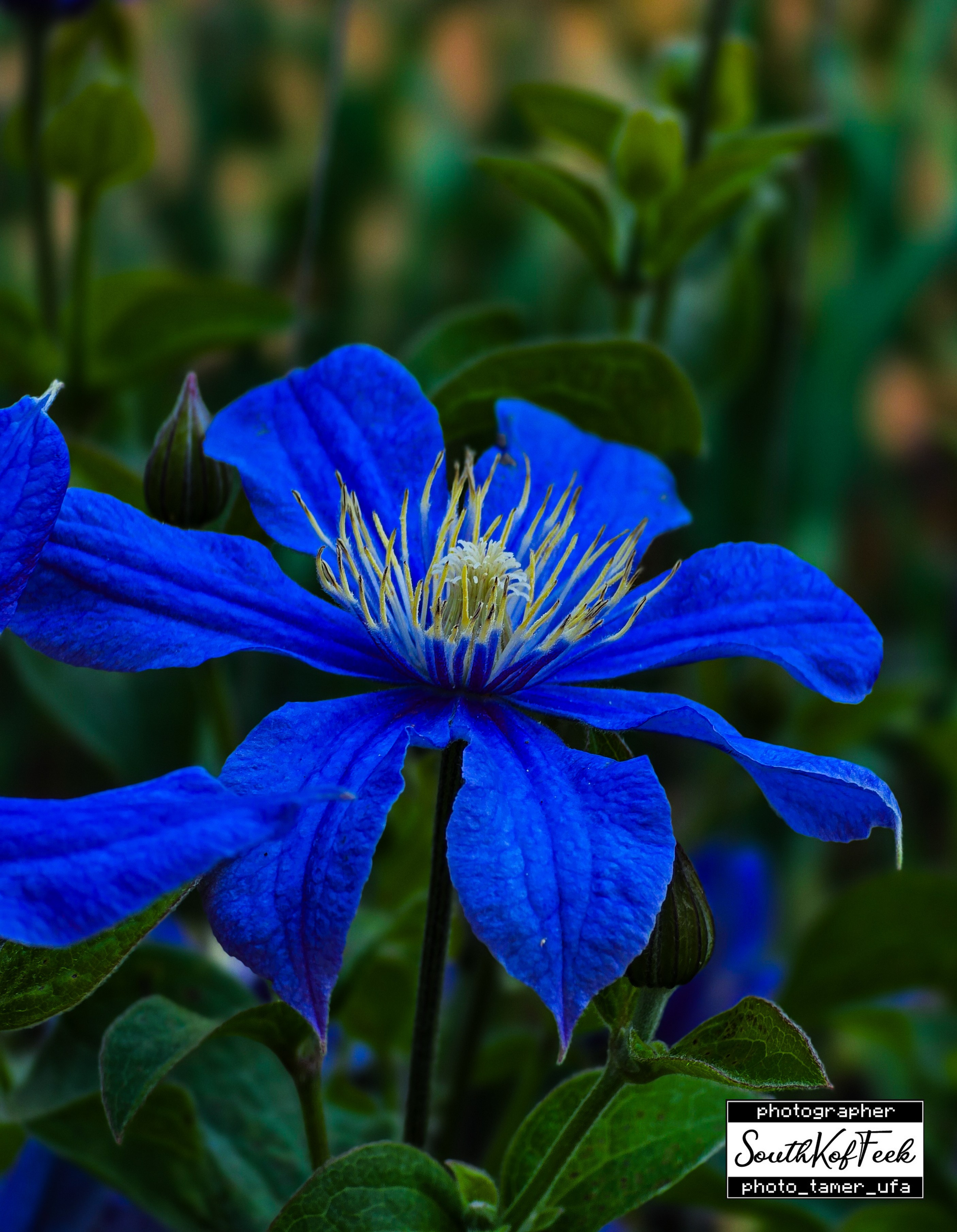 Цветы?. Photo Tamer Ufa