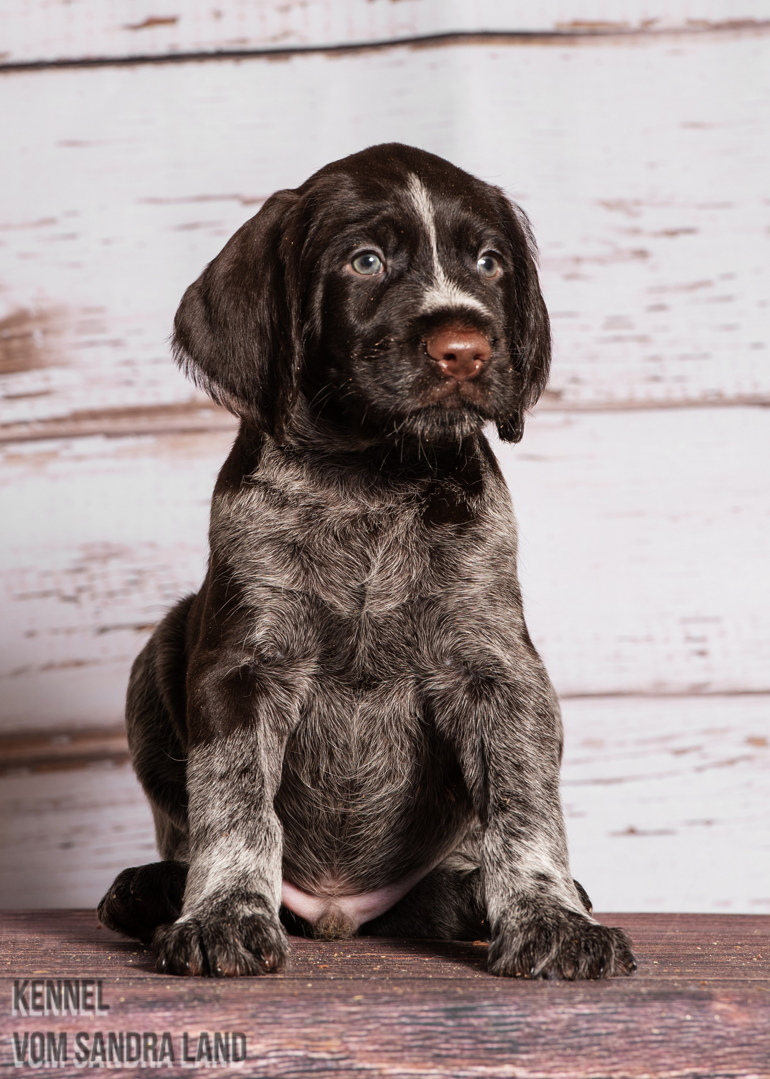 Вереск вом Сандра Лэнд, Veresk vom Sandra Land