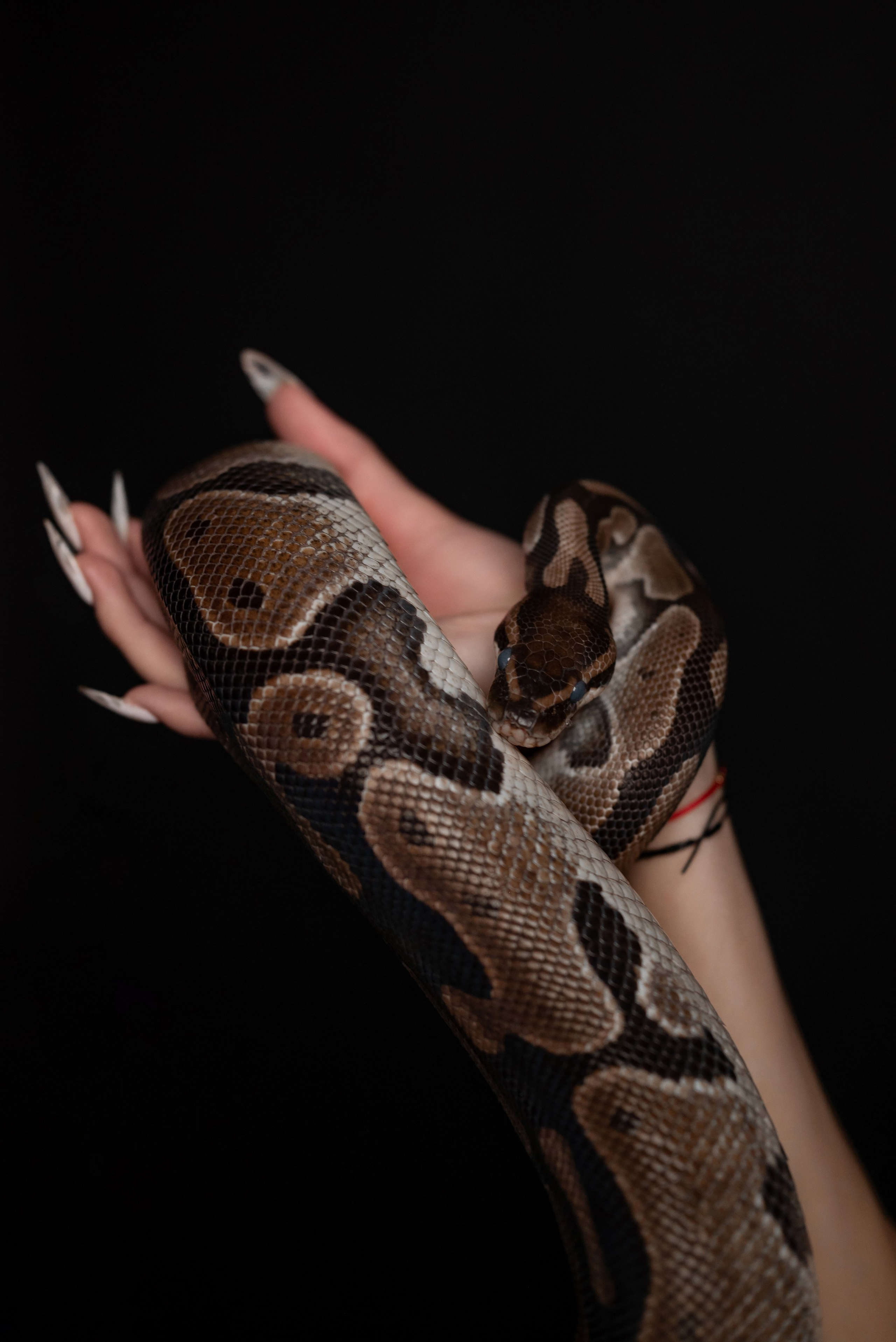 Фотопроект с питоном. Фотограф в городе Салават