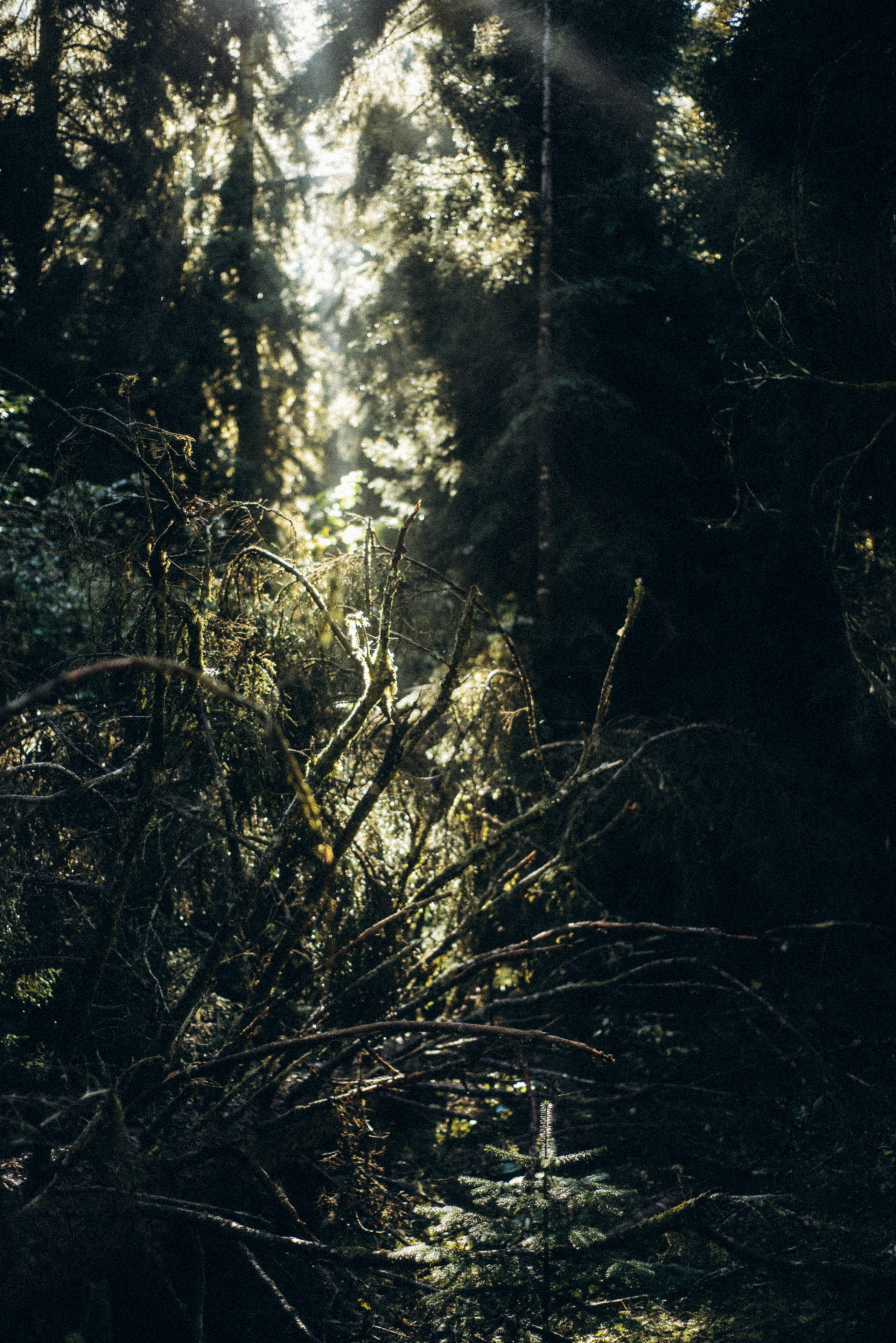 Боржоми, Грузия 🇬🇪. Anita_photo