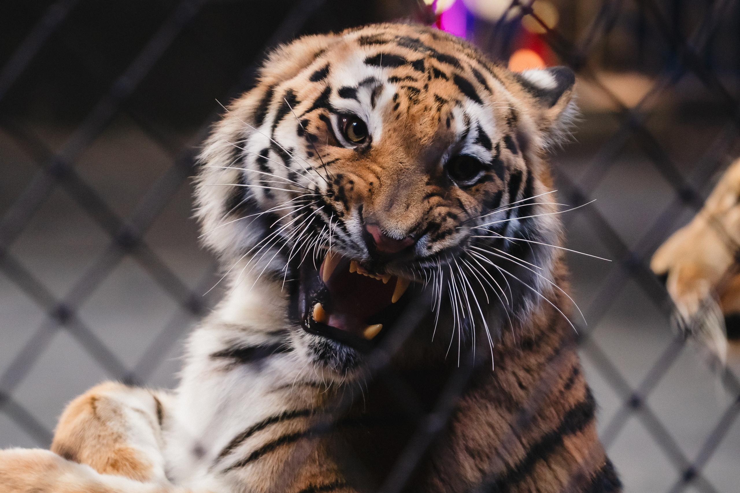 5 Континентов — Открытая репетиция. Воробьева Ксения — Спортивный и танцевальный фотограф Новосибирск