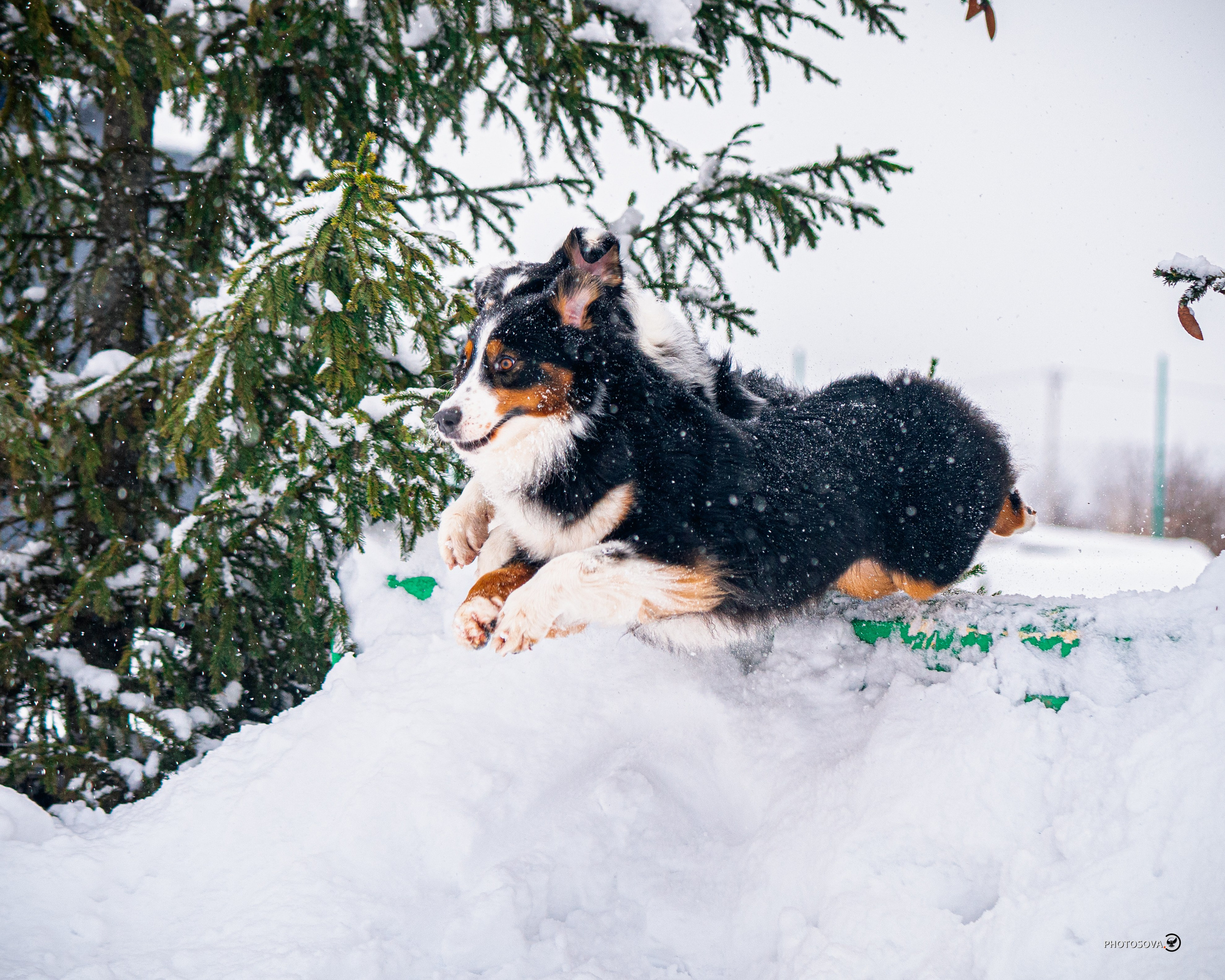 ФОТОПАМЯТЬ ВАШИХ ЭМОЦИЙ. Фотограф-анималист, семейный фотограф в Москве и Подмосковье. Фотосъёмка кинологических дисциплин