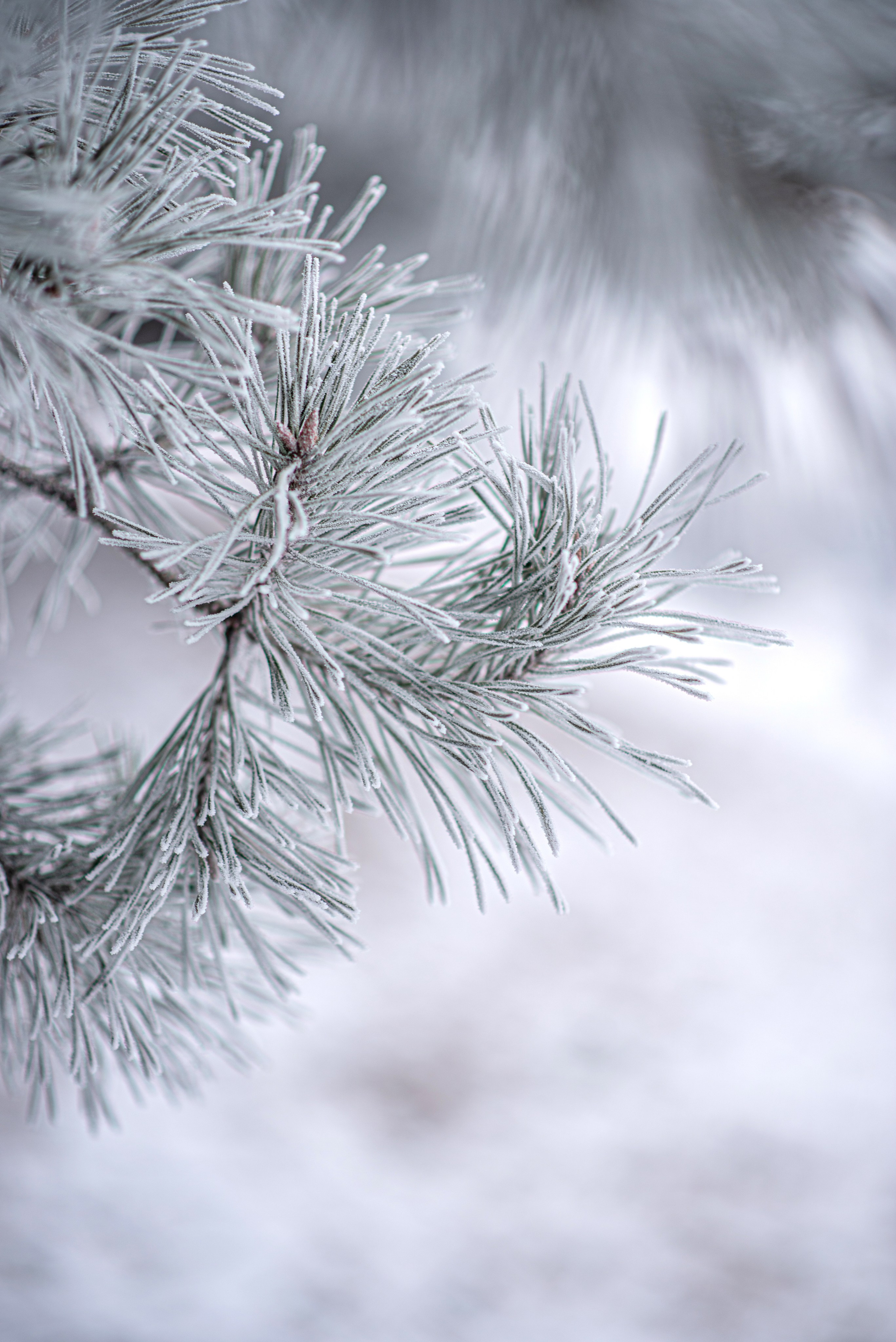 Венчание. Роман и Галина. Фотограф Марта Козел. Гродно, Беларусь
