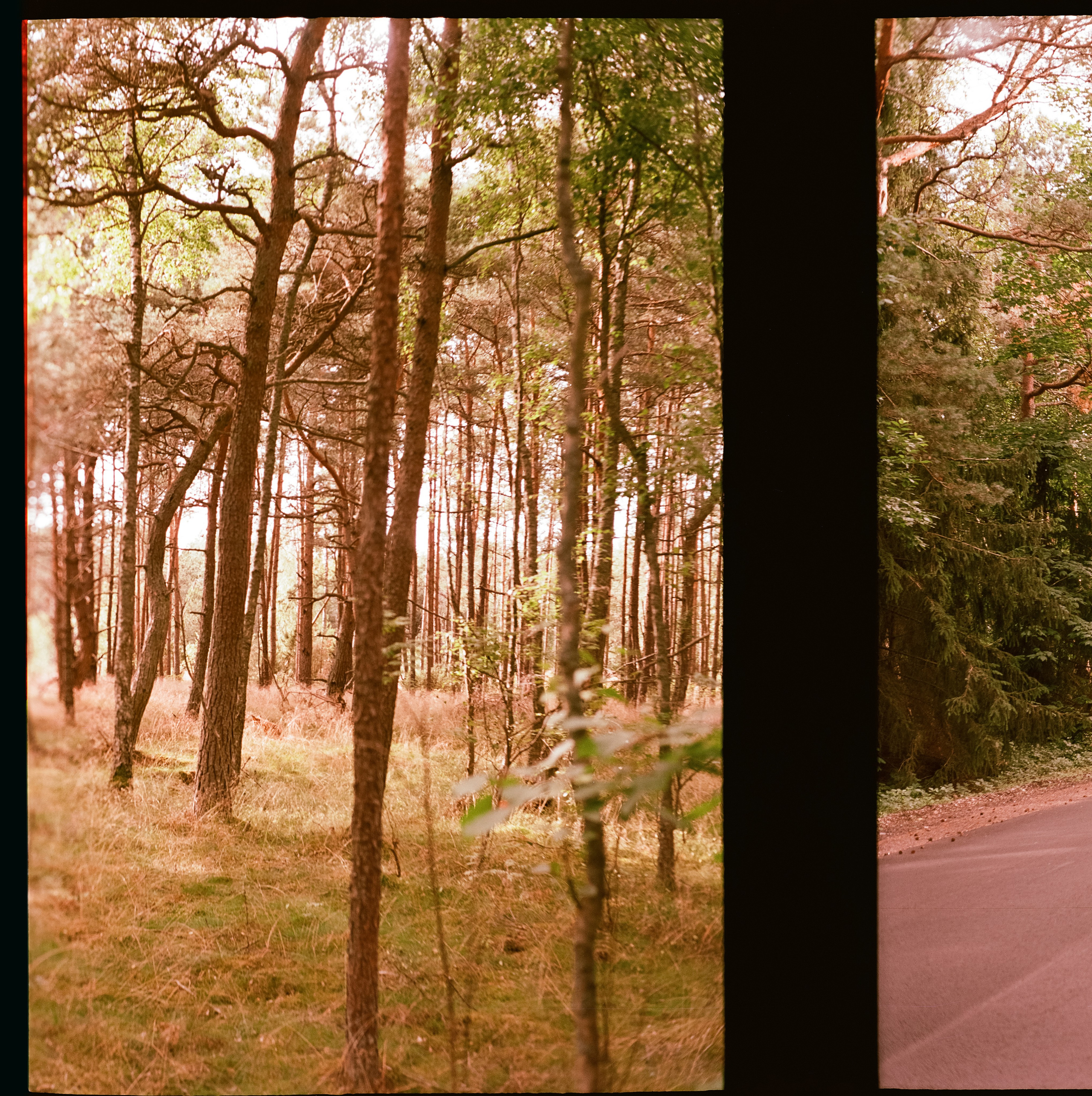 Куршская коса / Super Fujica-6 / Kodak Aeronega 100 (Kodak Aerocolor IV)