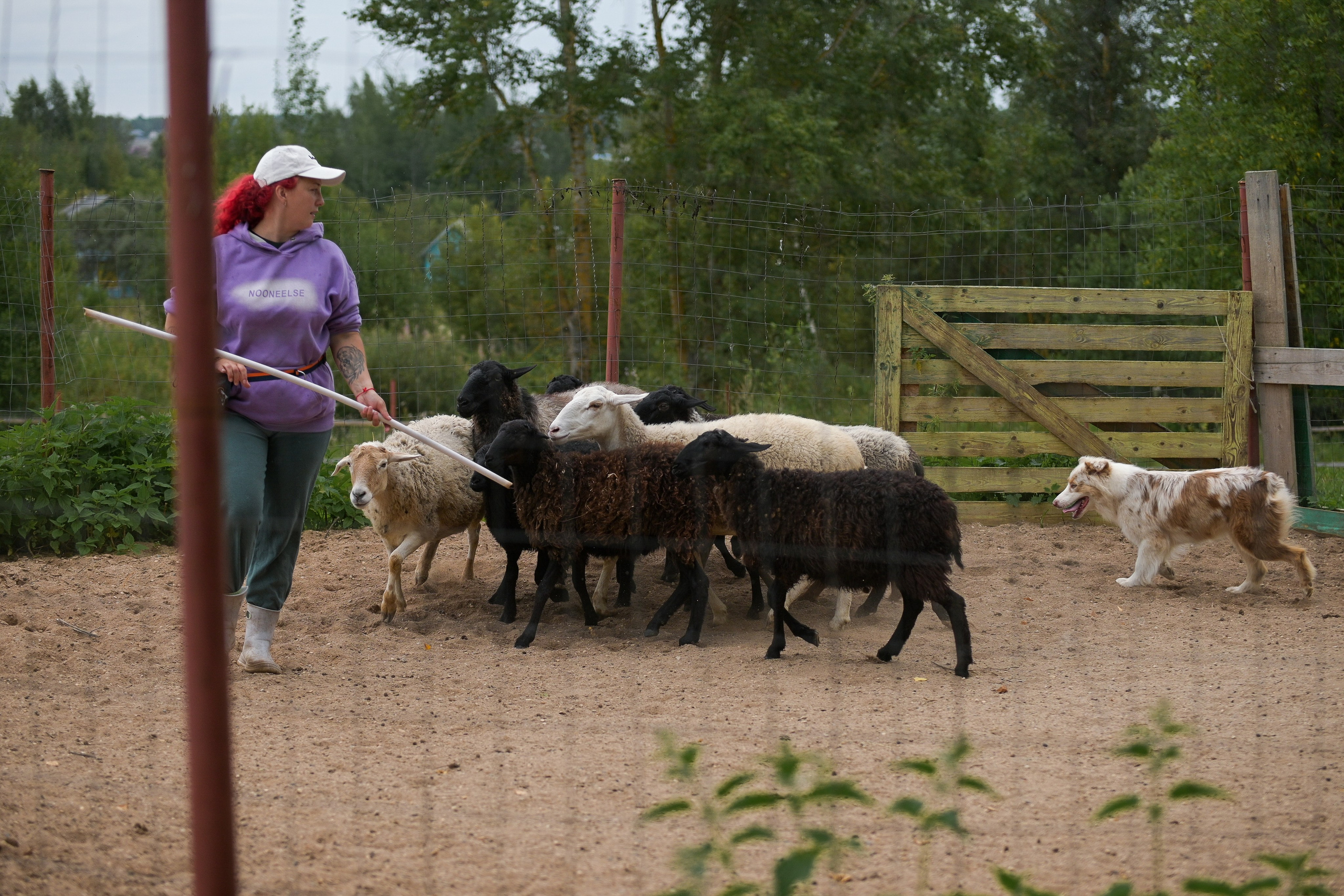Пастьба собак. Творческий фотограф Вологда