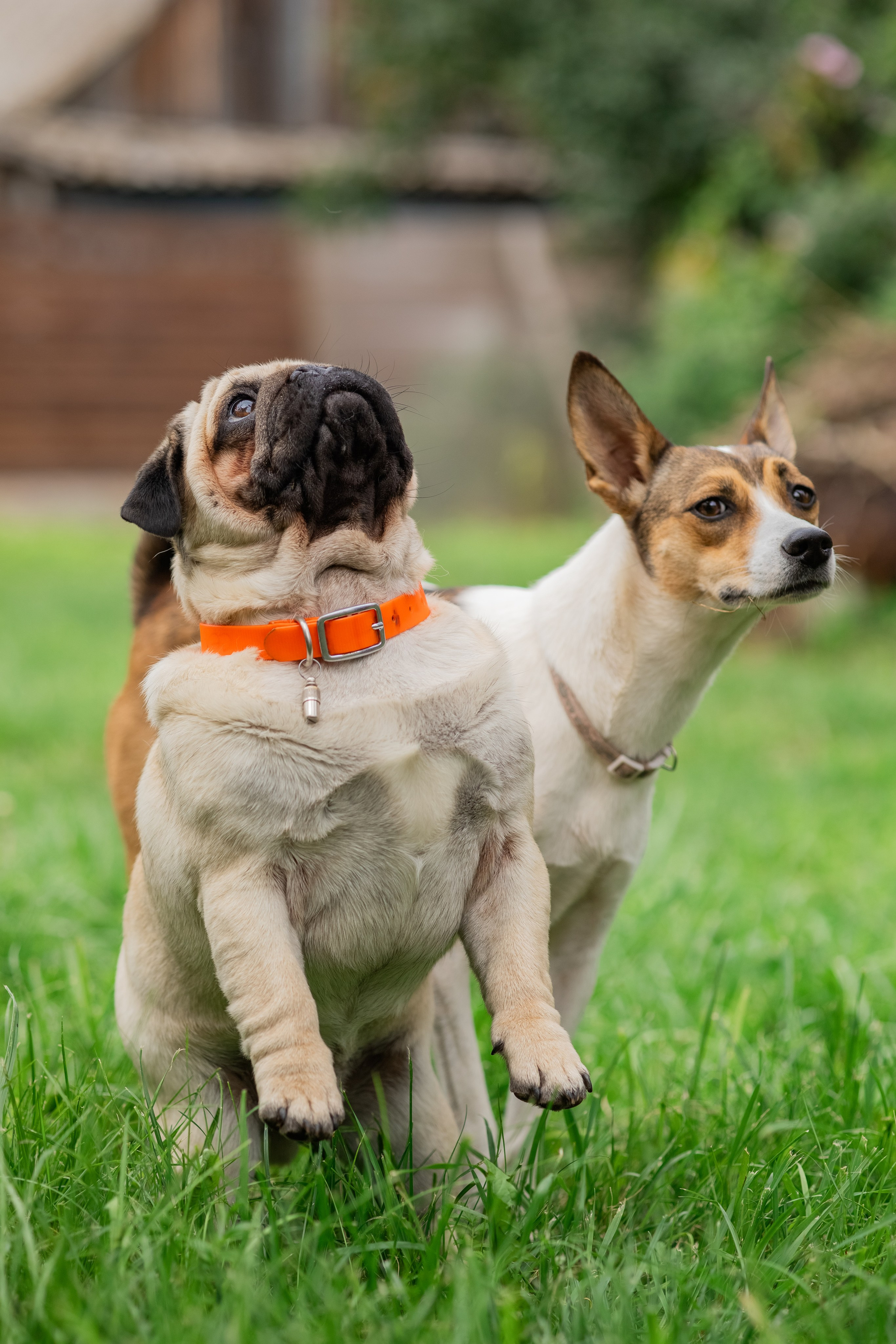 Сёма и Жужа. Август. Фотограф Яна Матвеева в Ижевске