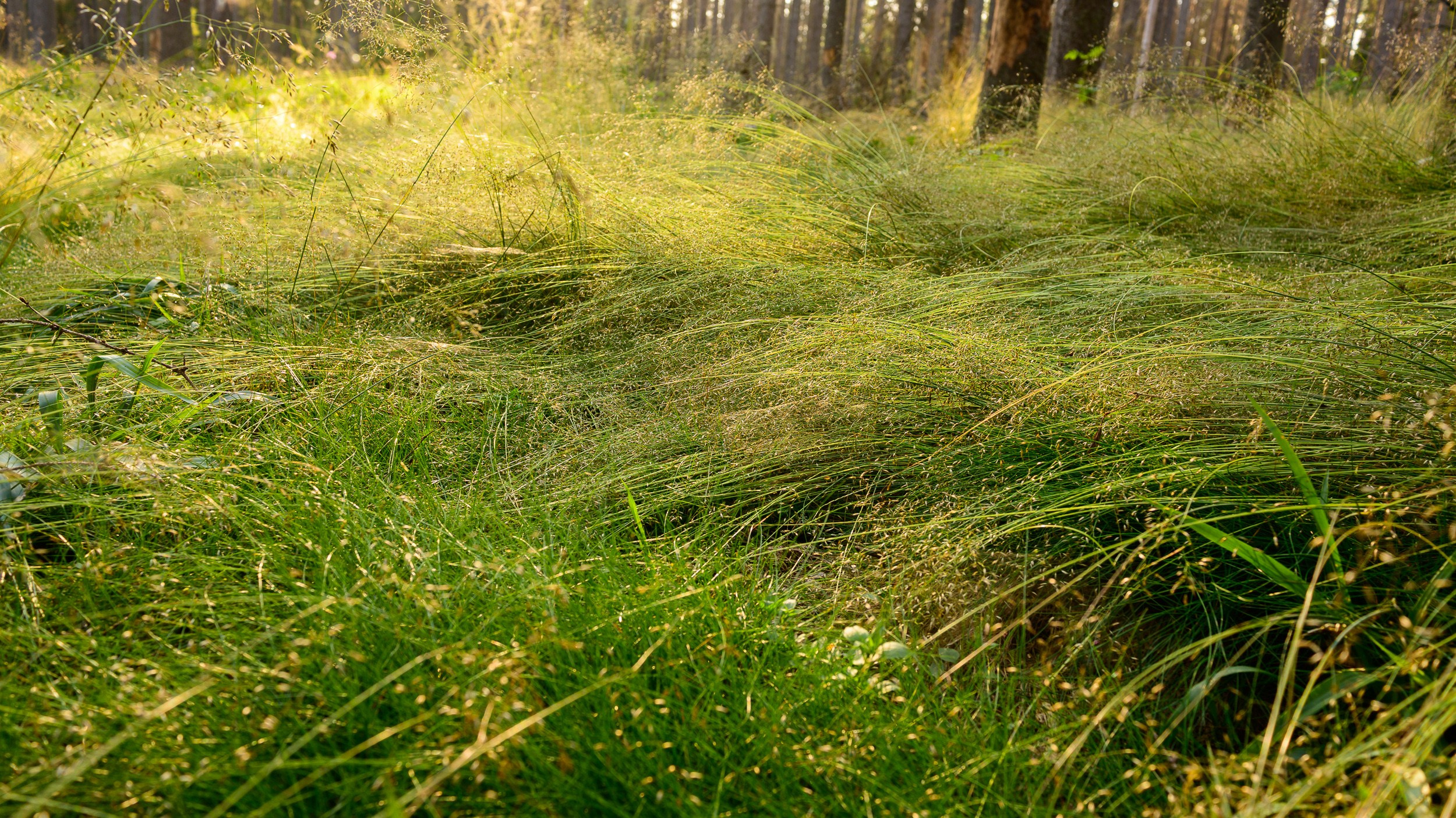 Лето. Опушка леса. Спокойная трава в лучах солнца.  Еще больше видовых фотографий в магазине.