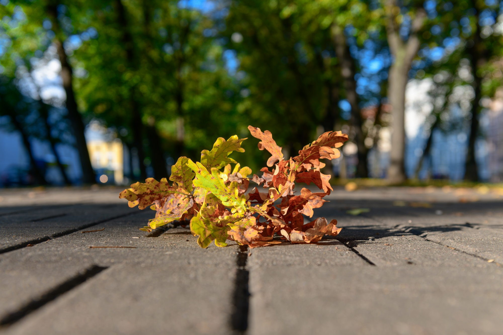 SAINT PETERSBURG. Personal website of photographer Dmitry Raikin