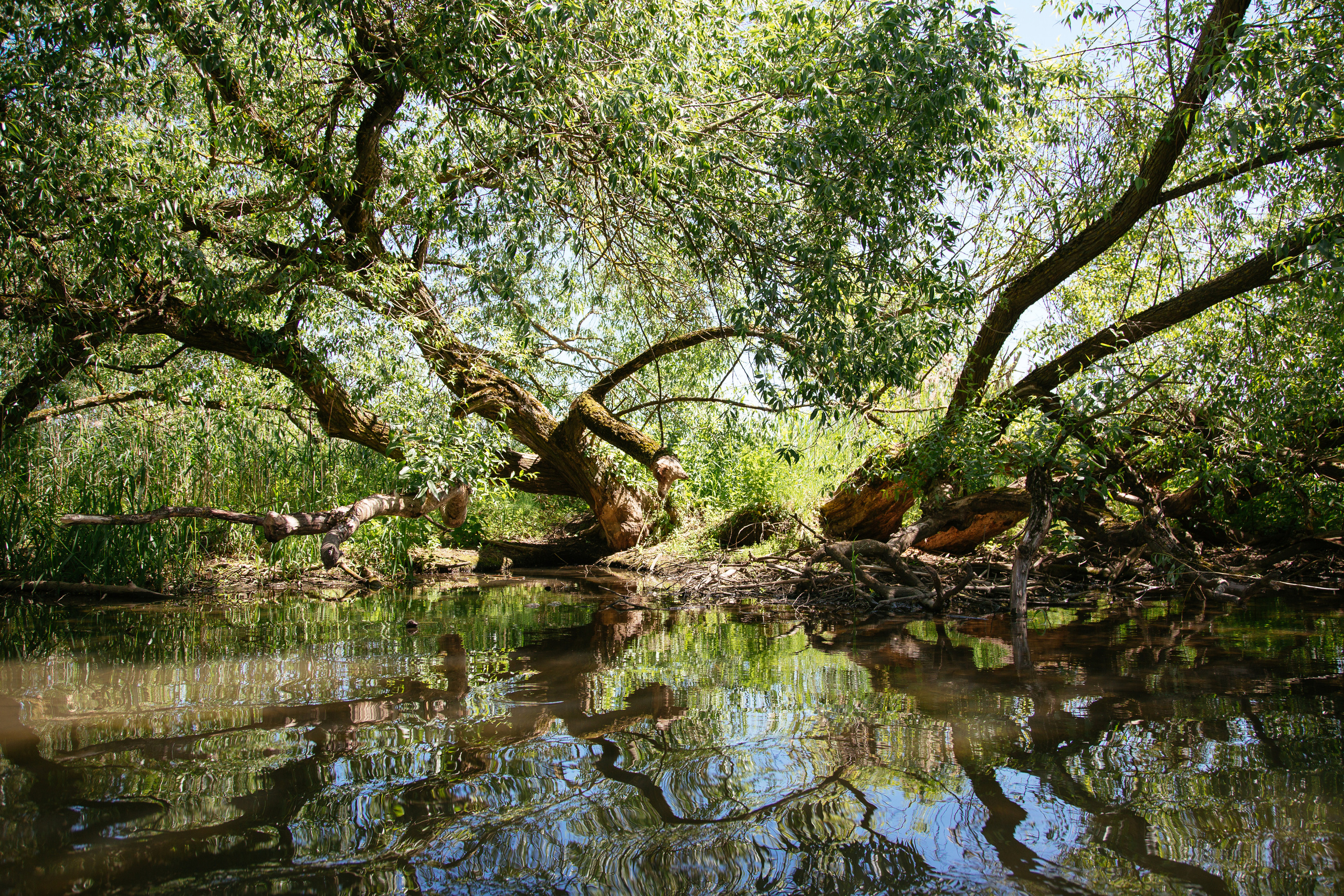 Dissolution. Оператор Аркадий Соболев