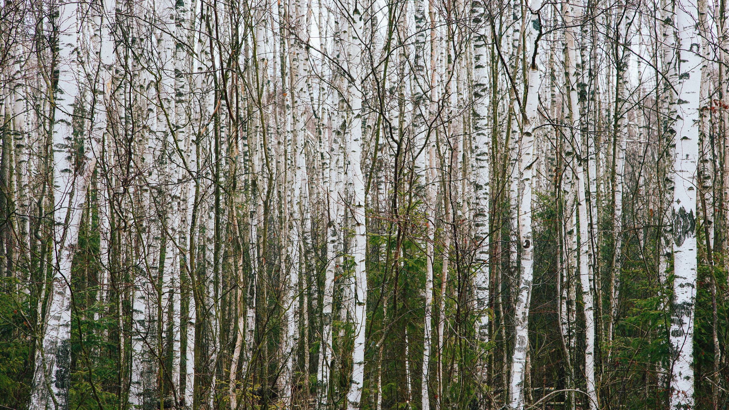 Оператор Аркадий Соболев