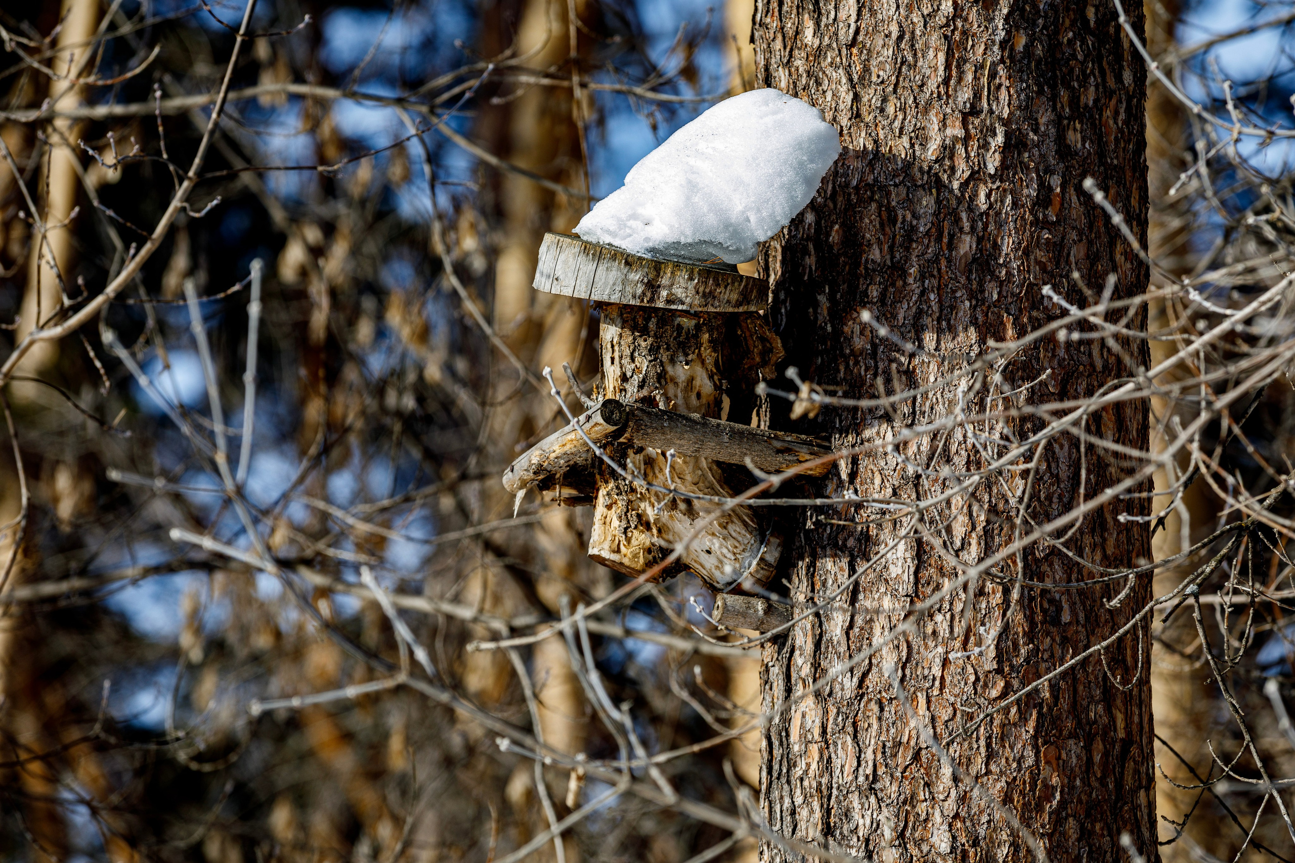 Косули. Фотограф Андрей Гузеев