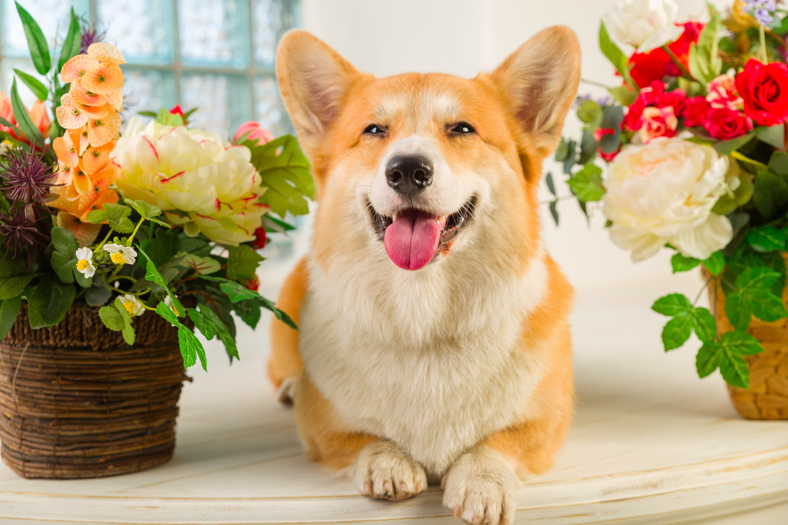 Животные. Фотограф Балаев Михаил