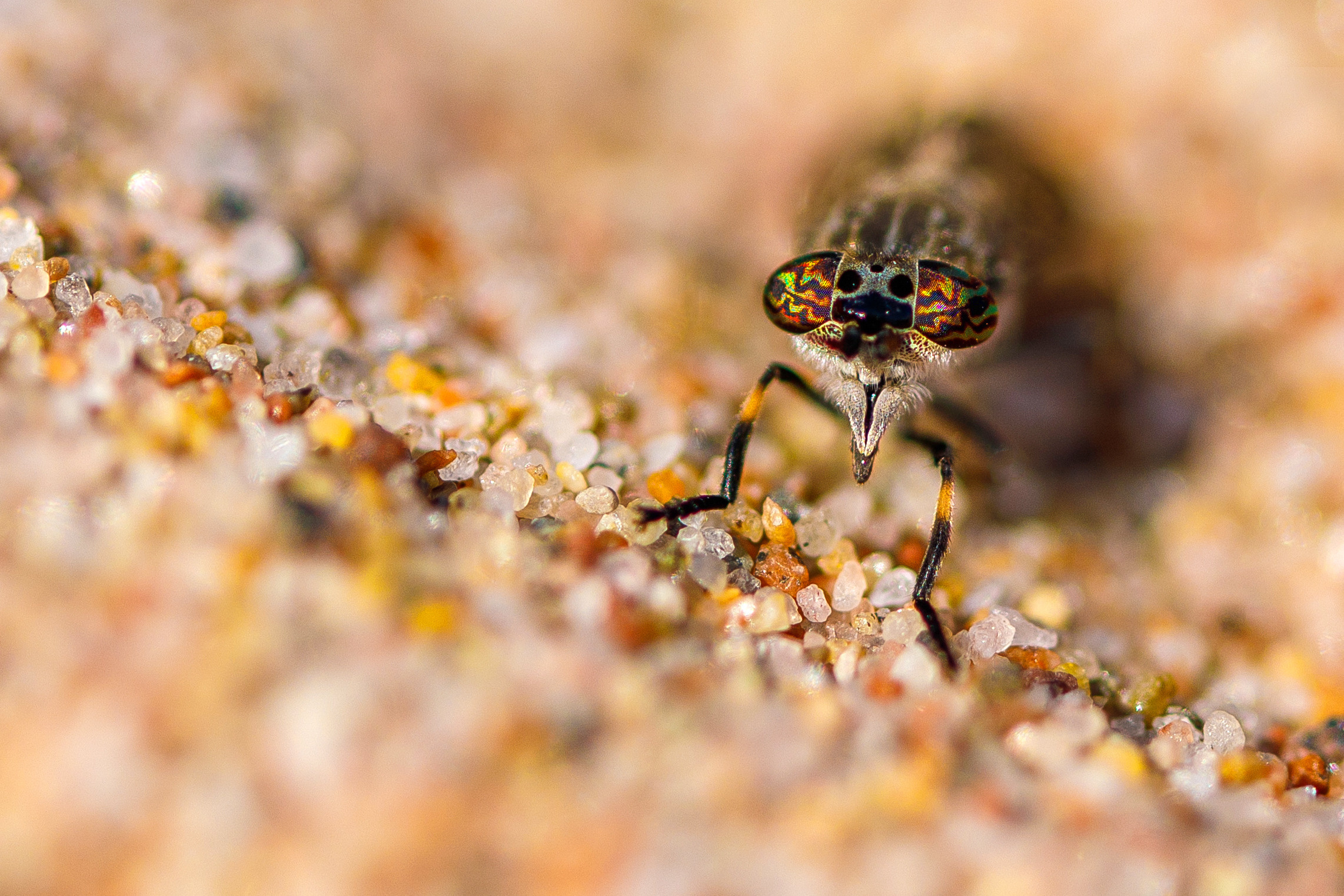 Макро съемка. Фотограф Балаев Михаил