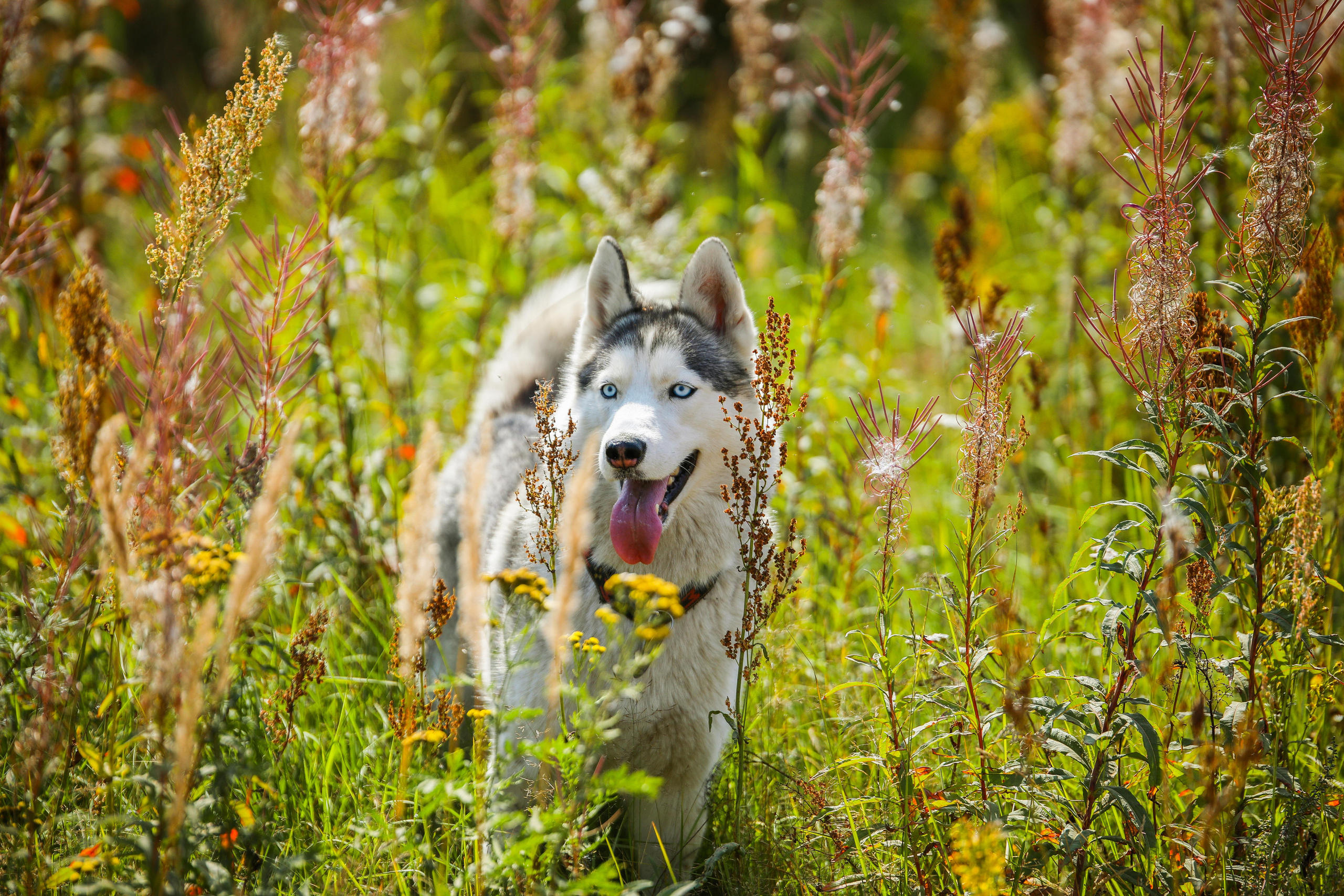 Животные. Фотограф Балаев Михаил