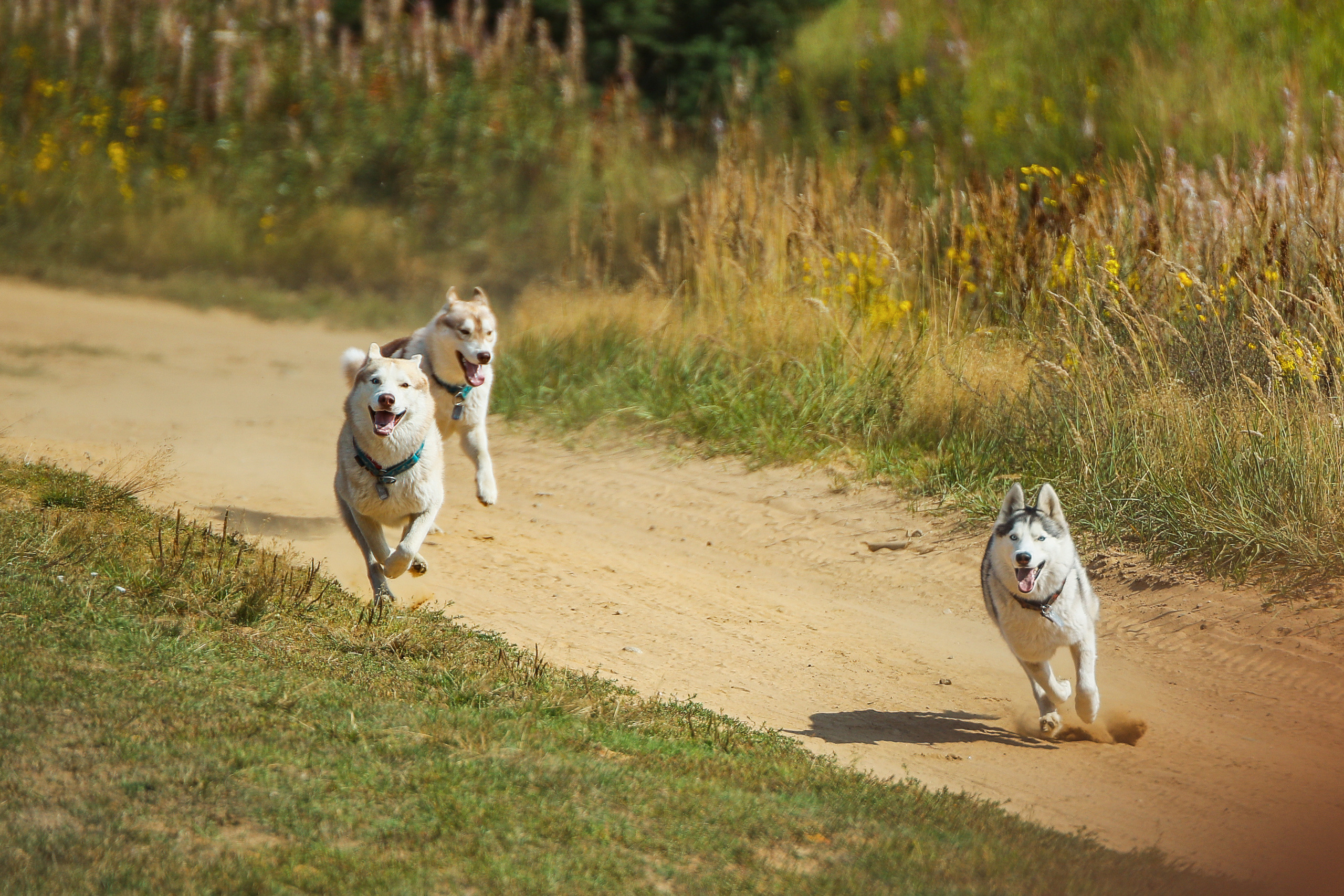 Животные. Фотограф Балаев Михаил
