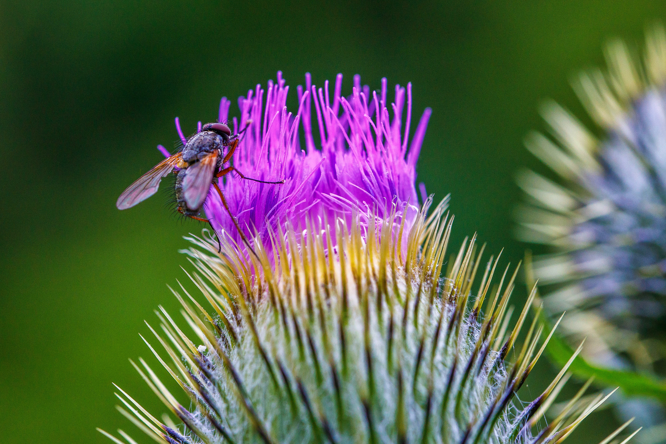 Макро съемка. Фотограф Балаев Михаил