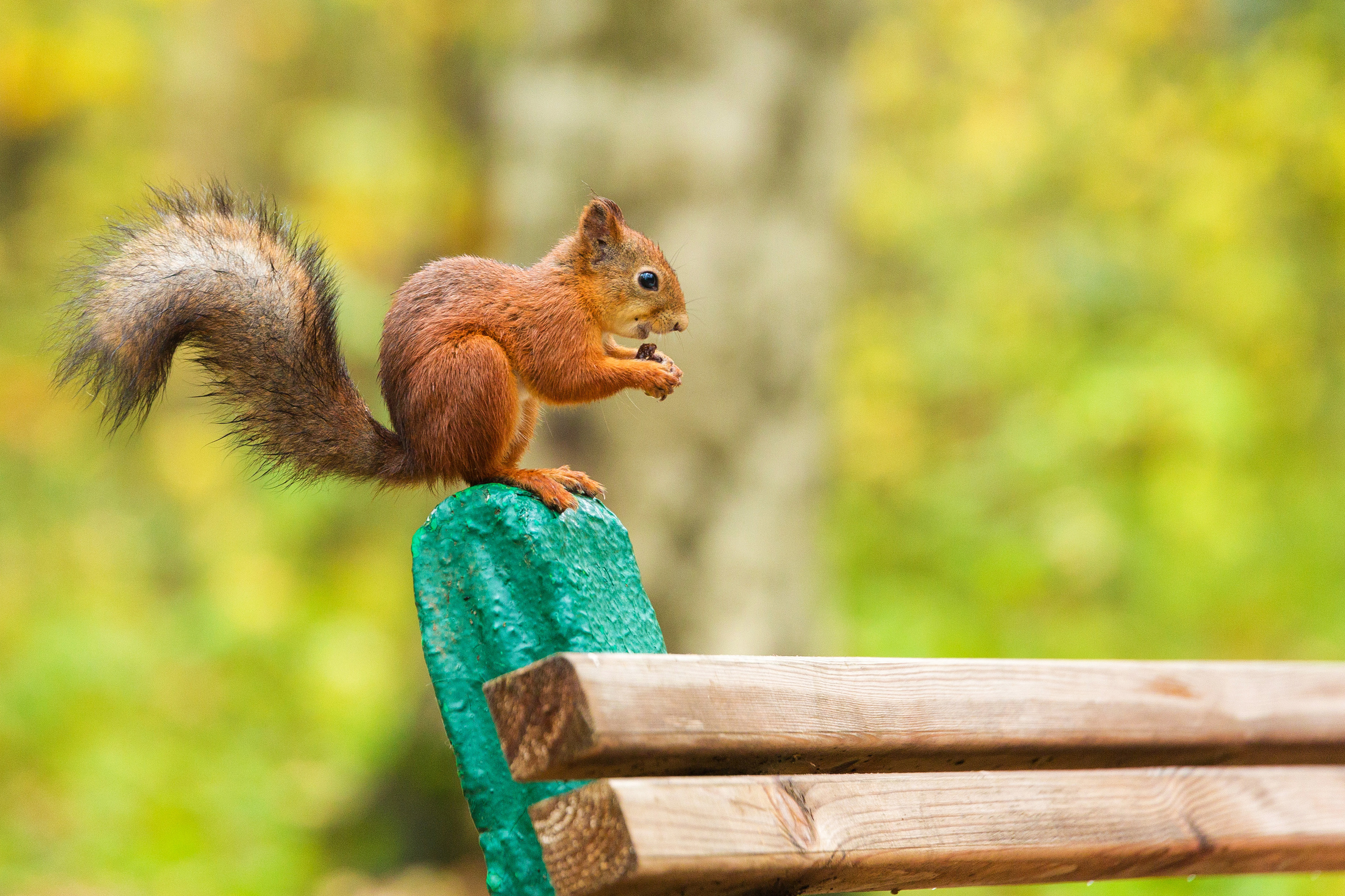 Животные. Фотограф Балаев Михаил