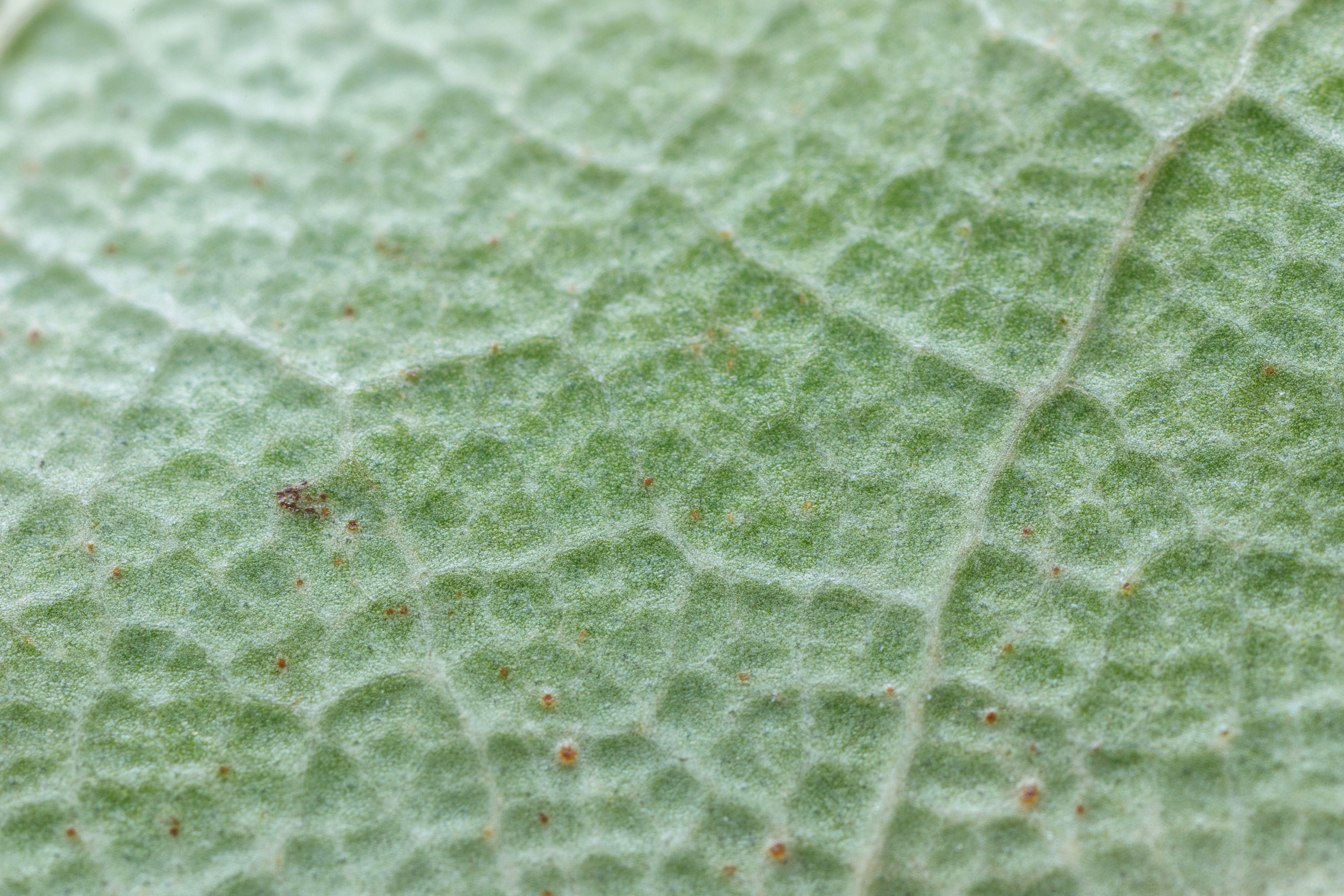 Макро съемка. Фотограф Балаев Михаил