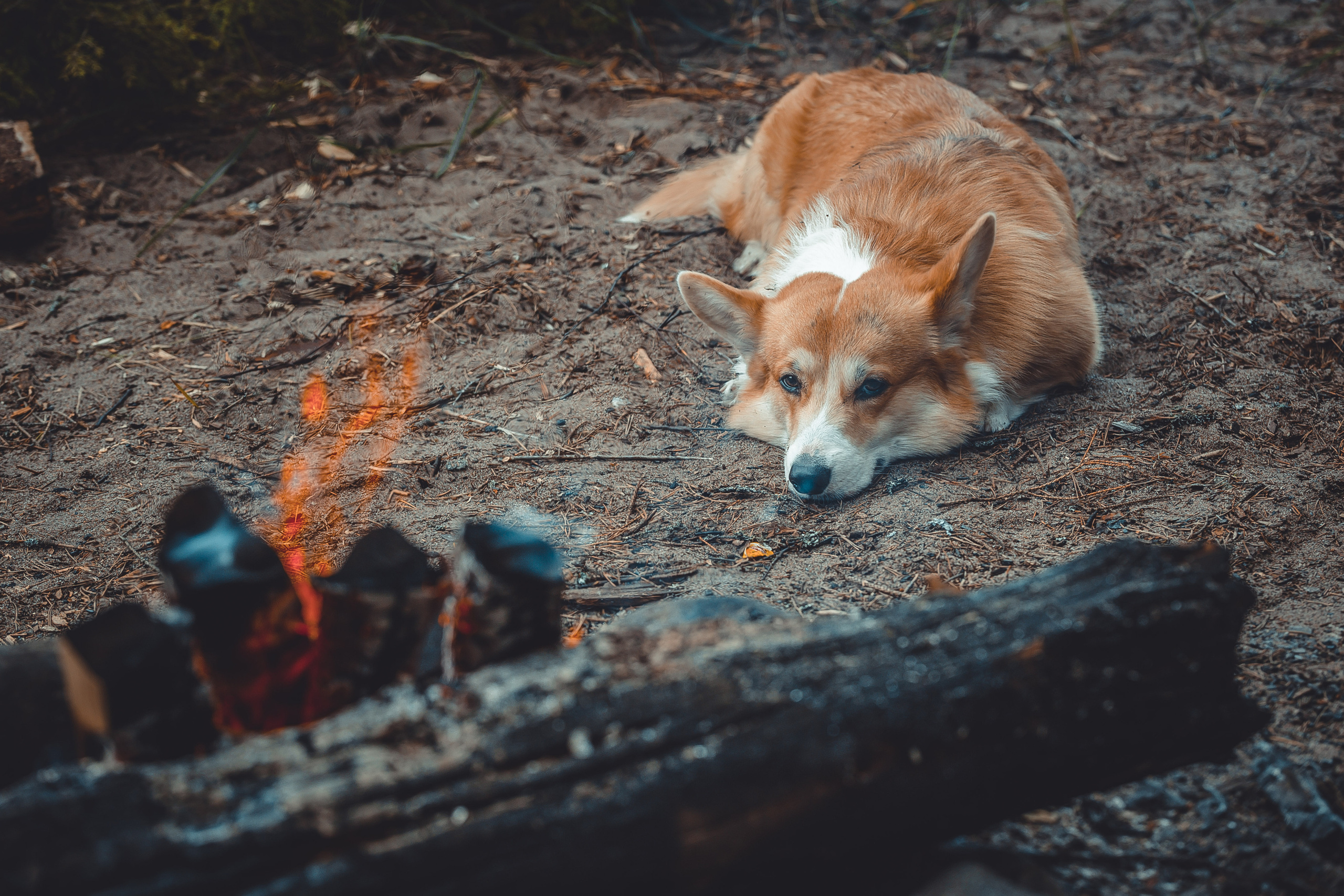 Животные. Фотограф Балаев Михаил