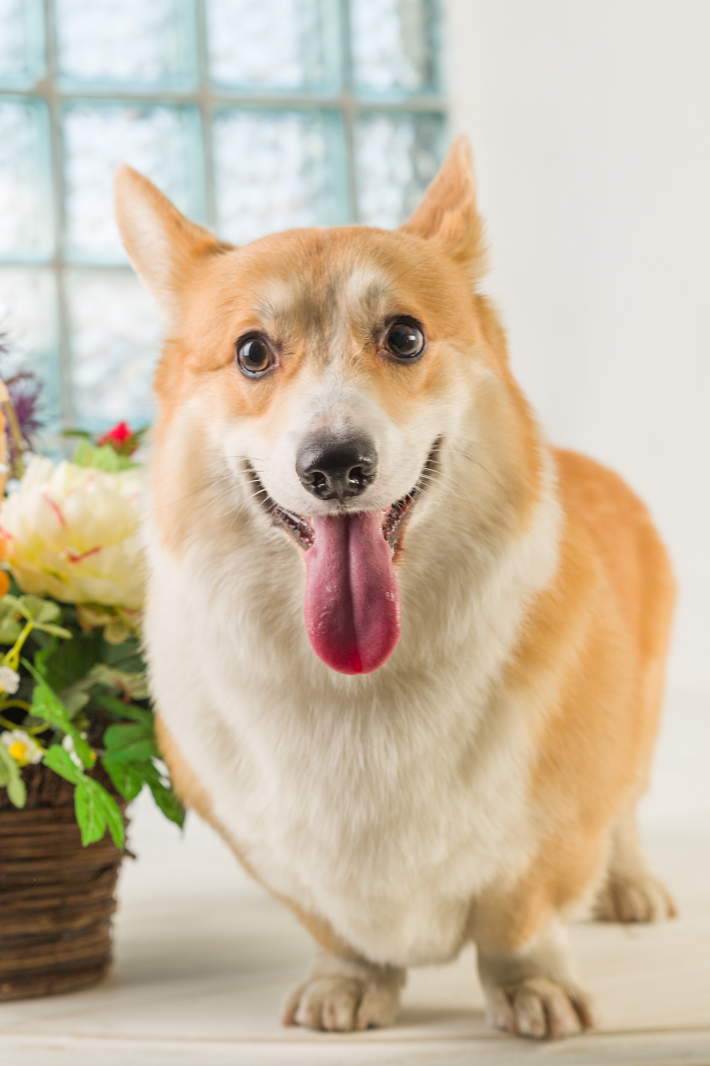 Животные. Фотограф Балаев Михаил