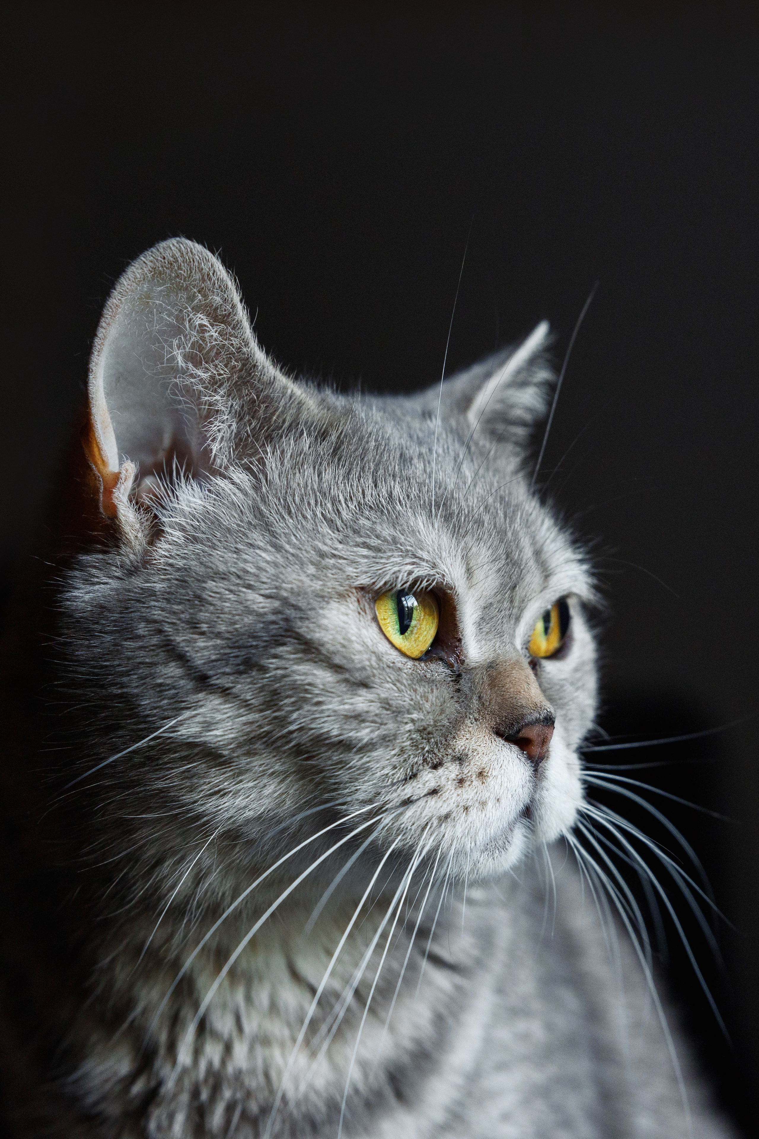 Животные. Фотограф Балаев Михаил