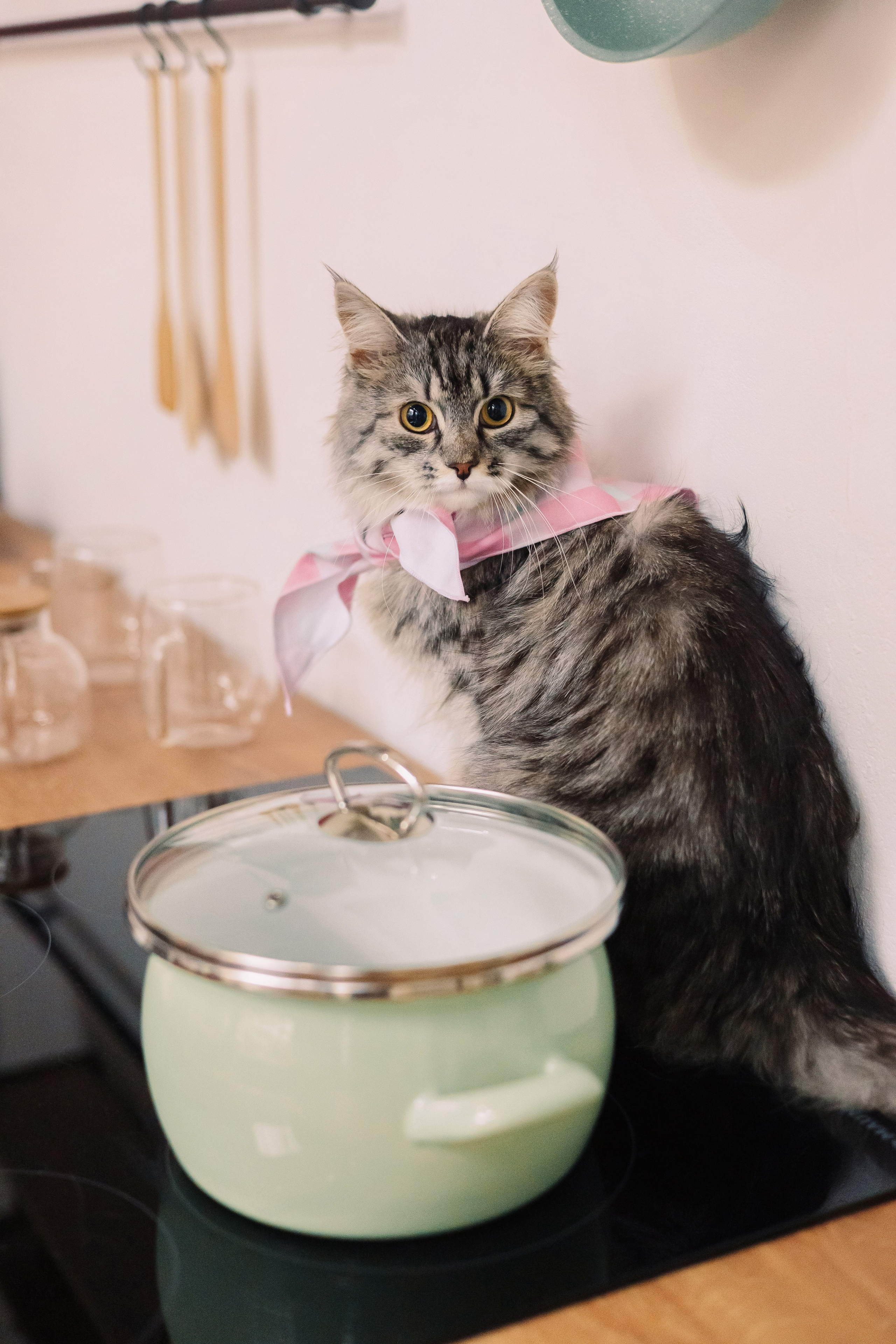 Магазин Friend of mine. Фотограф-анималист Елена Радченко, Москва