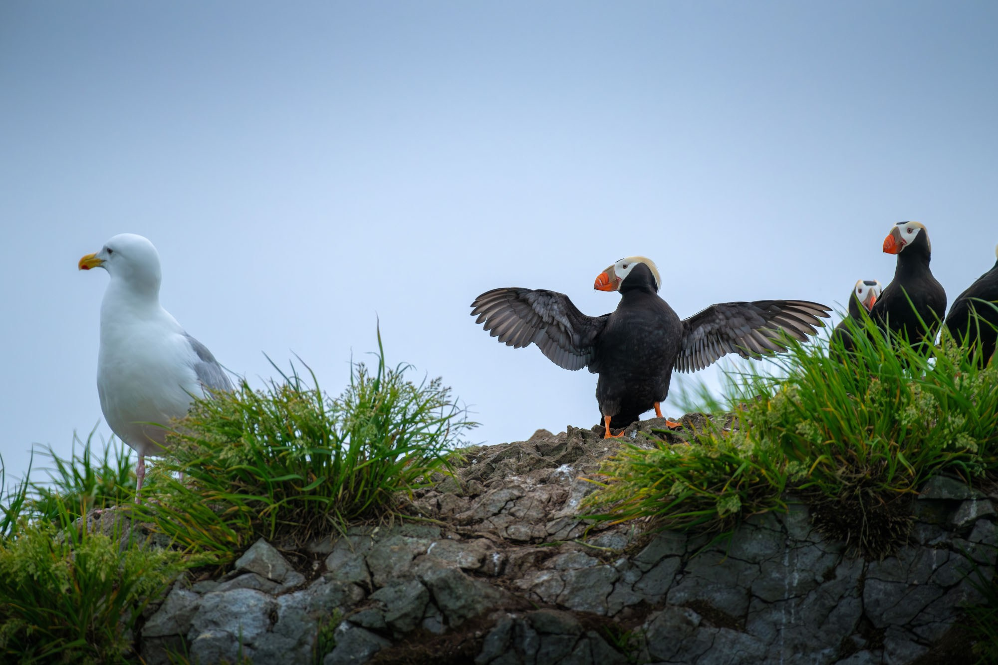 Галерея Командоры