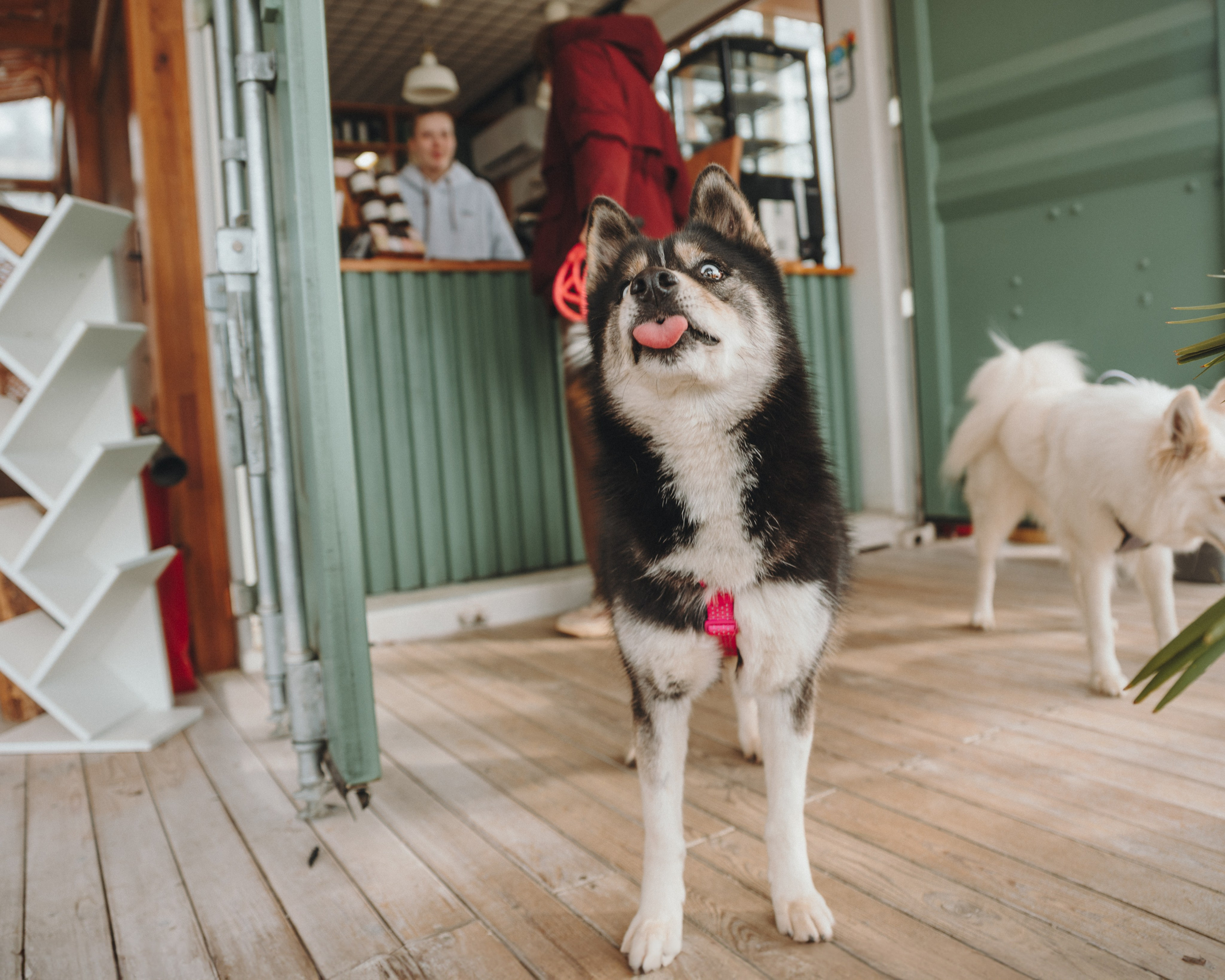 Животные. Фотограф Сочи-Краснодар