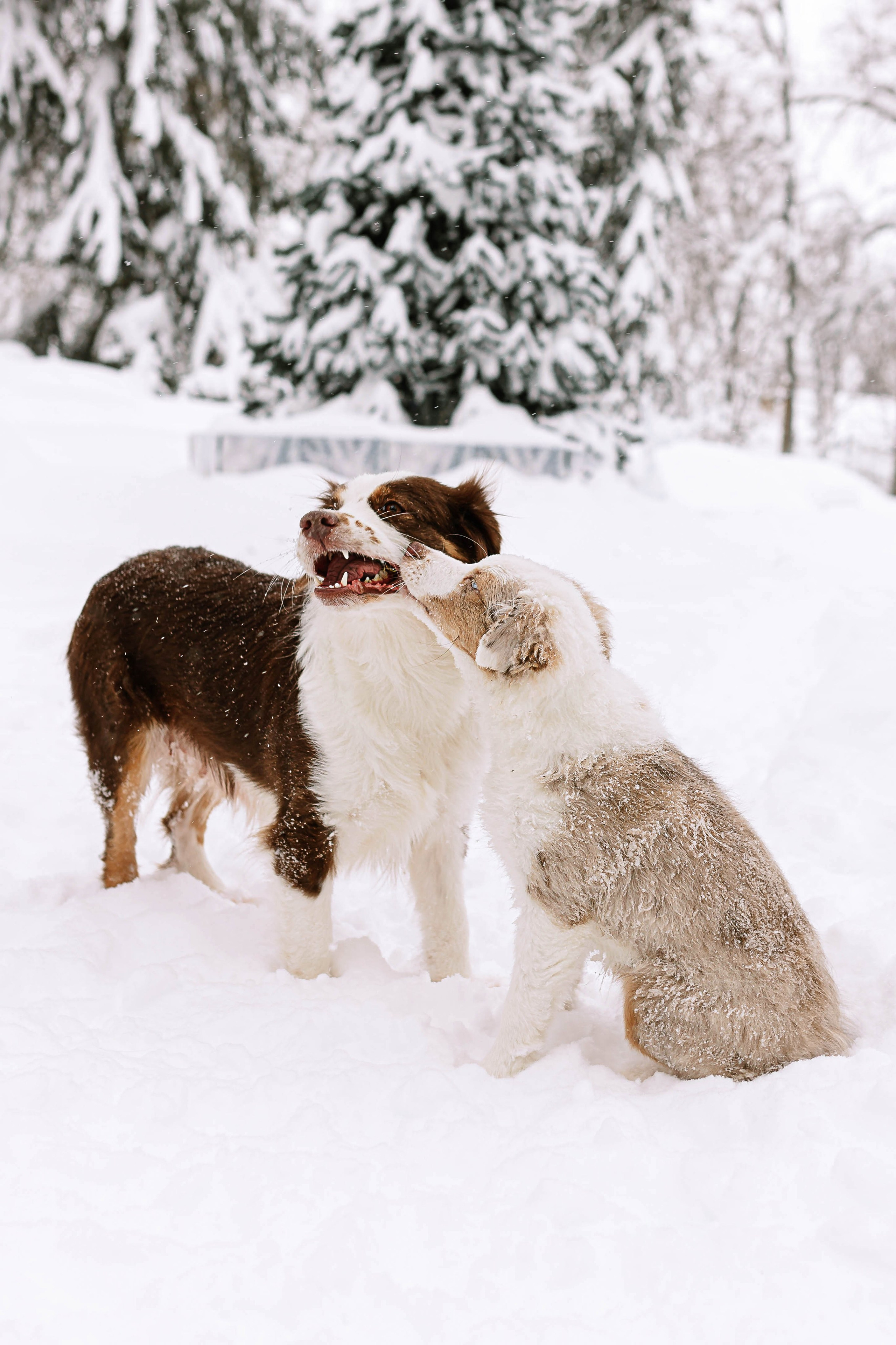 Миниатюрные американские овчарки. Прогулка в парке. Фотограф Александра Кузнецова