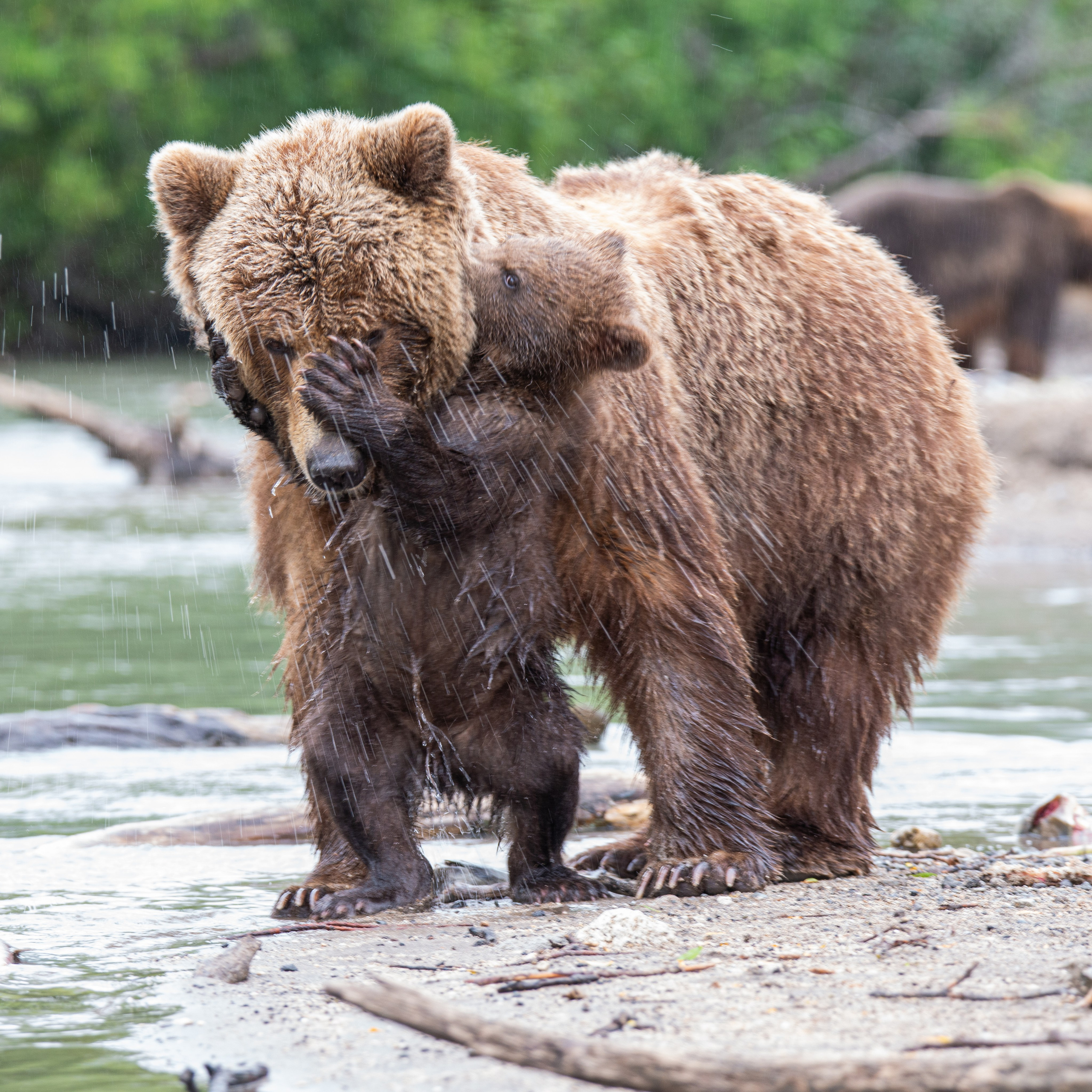 Камчатка — земля медведей. Игорь Иванко — Репортажный и событийный фотограф. Москва