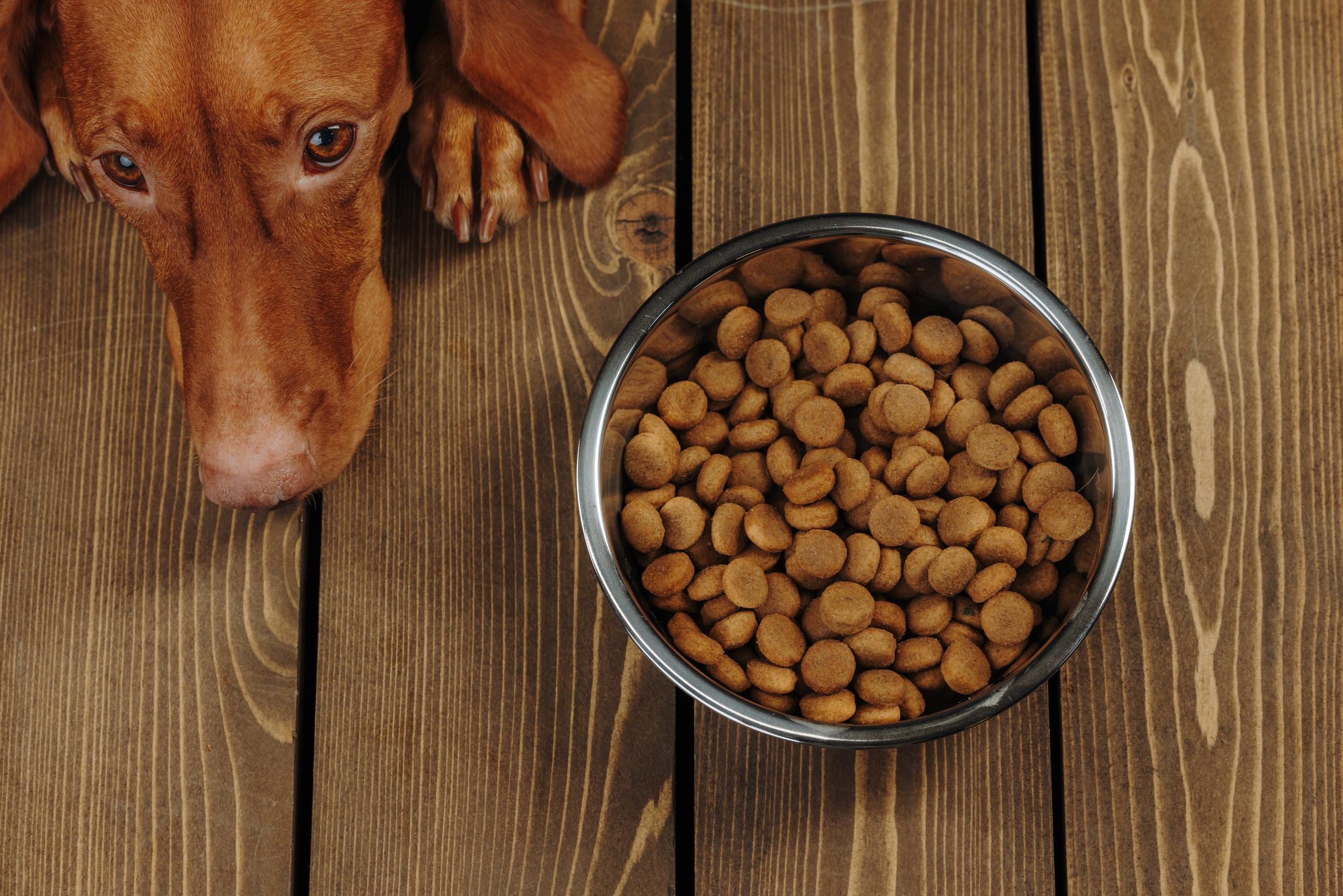 Миски. Фотограф анималист Осипчикова Мария