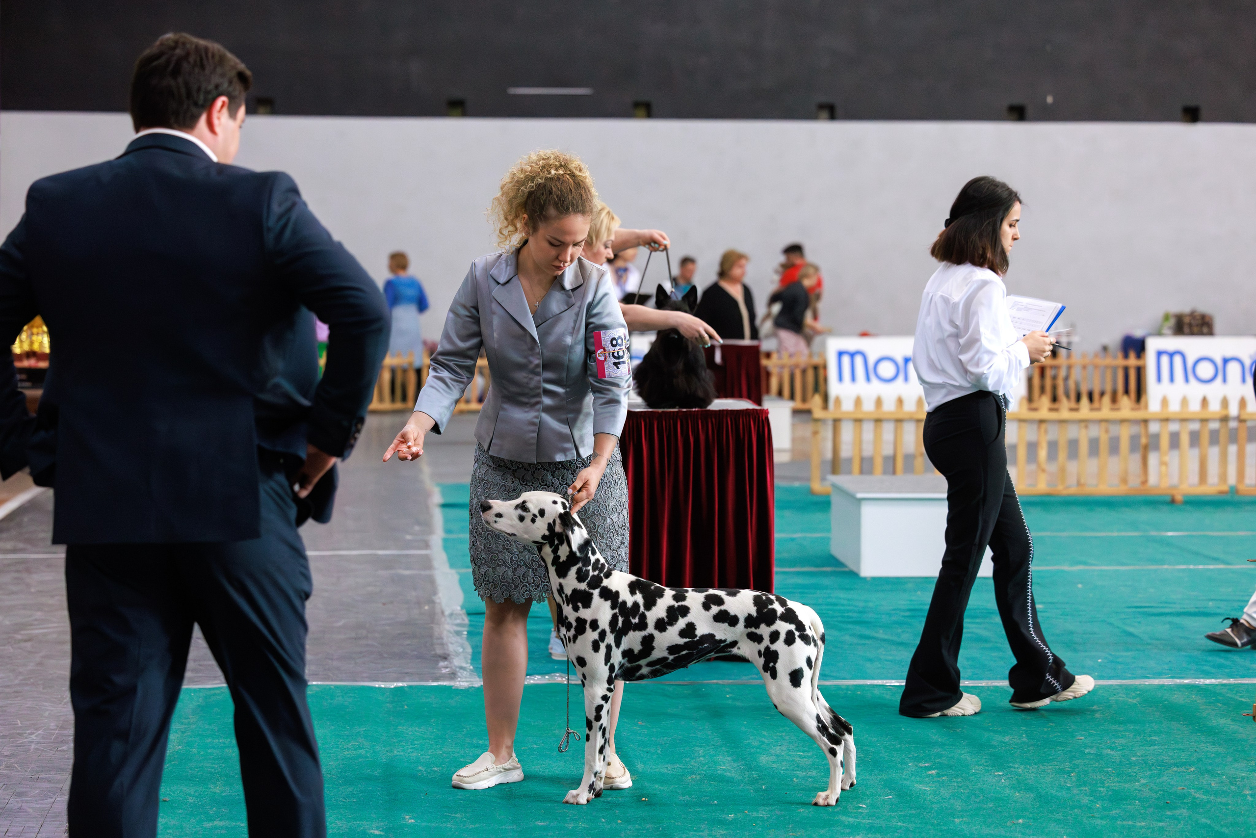 Ереван 2х CACIB 29-30.04.2025. Фотограф-анималист Юлия Германика