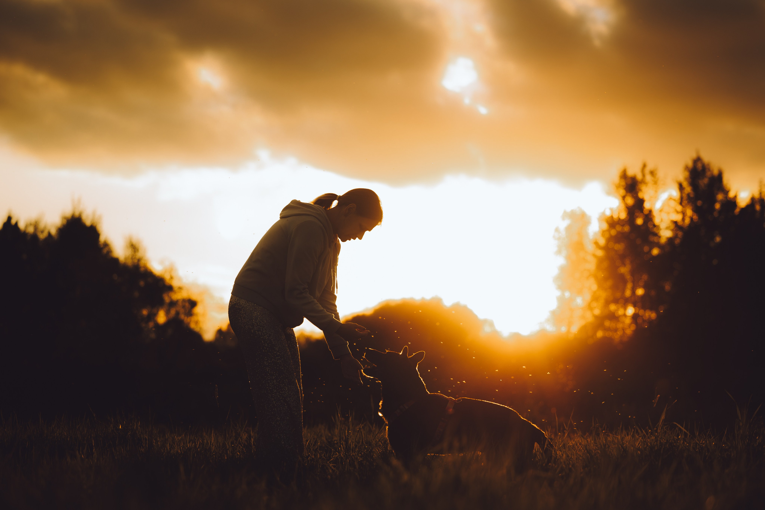 Выездной дог-тренинг от школы «Шерсть имею», Тованово