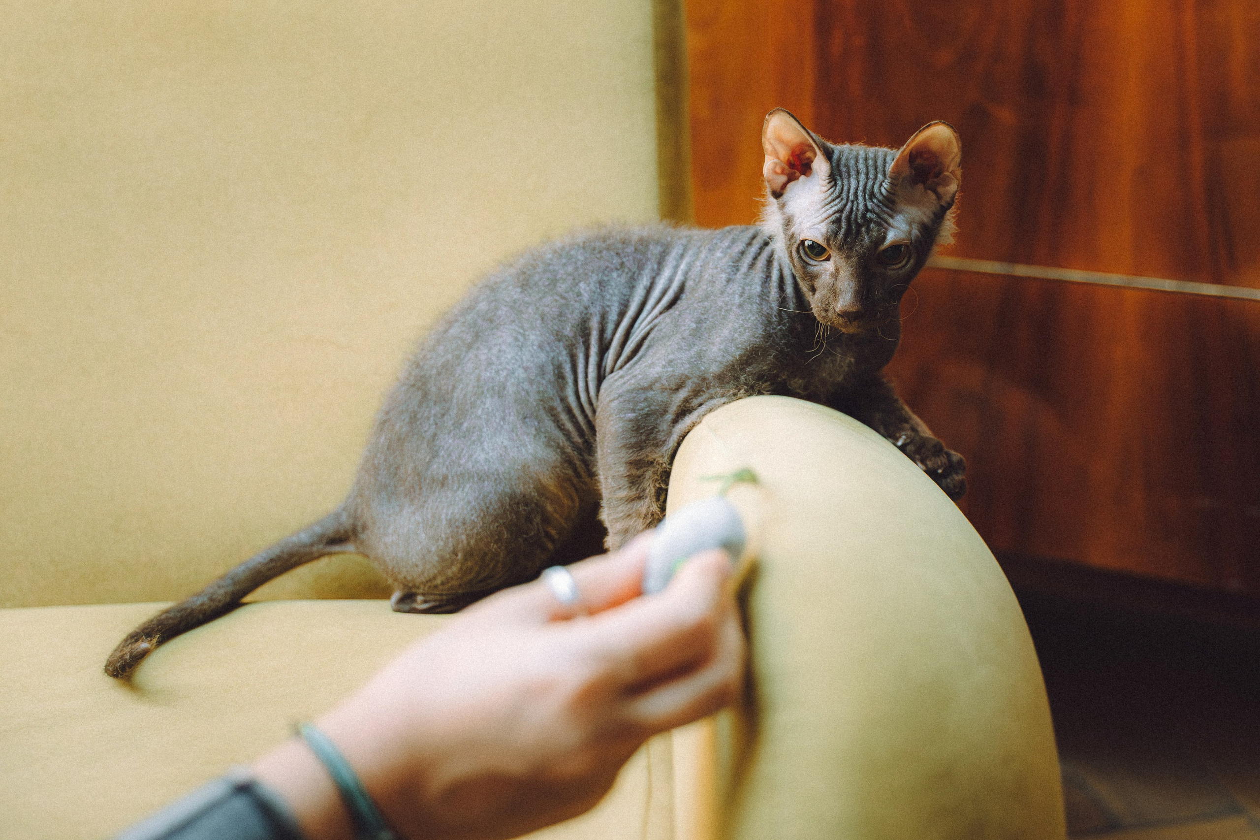 Кокос, Света, Динара и Вилли