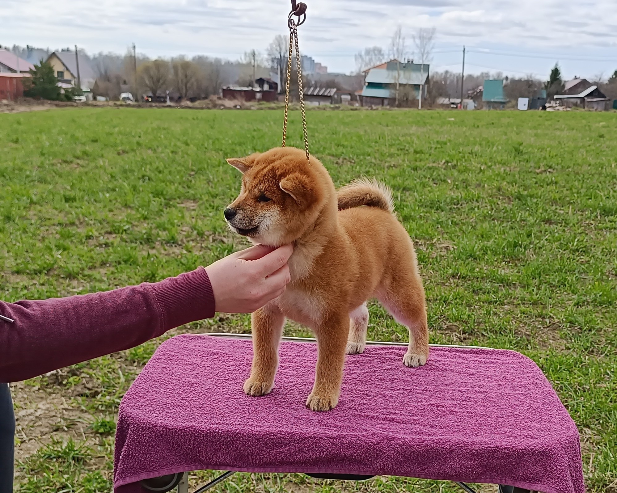 Сиба Rubylight Ellis питомник Рубилайт 