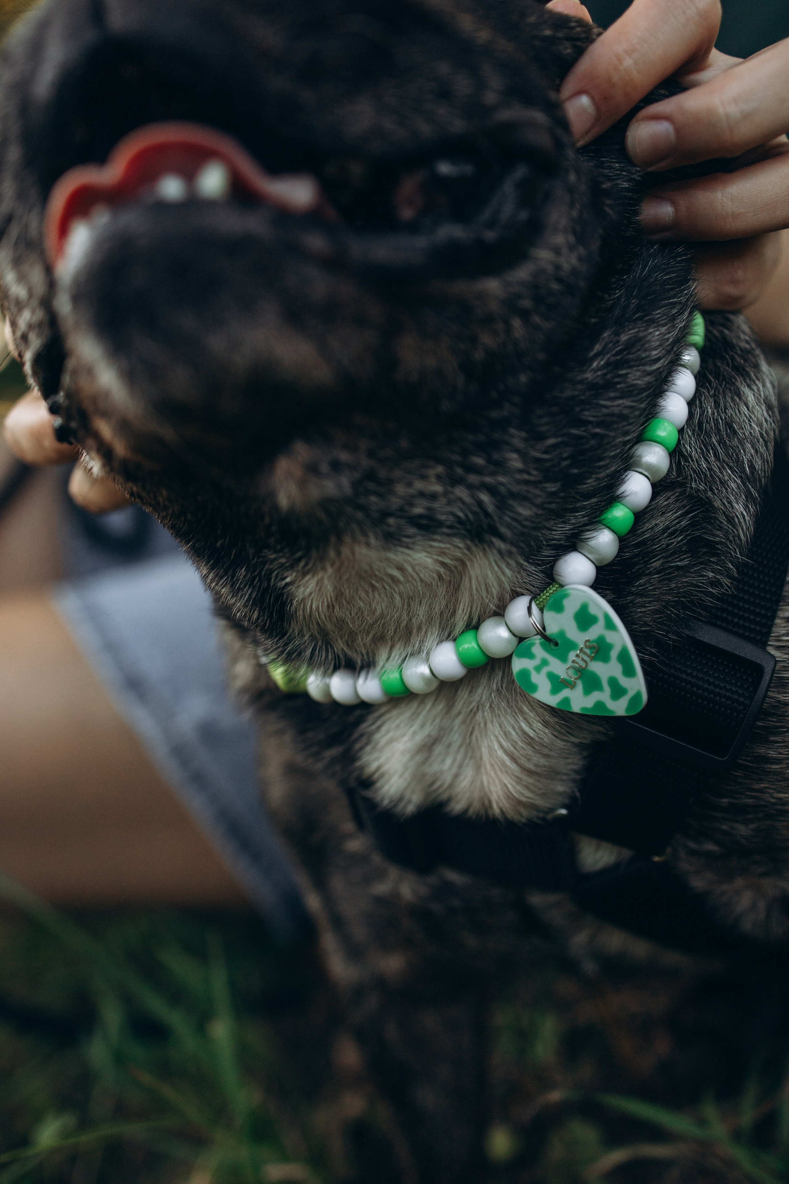 Олеся и Луи. Фотограф — Анималист | Санкт-Петербург