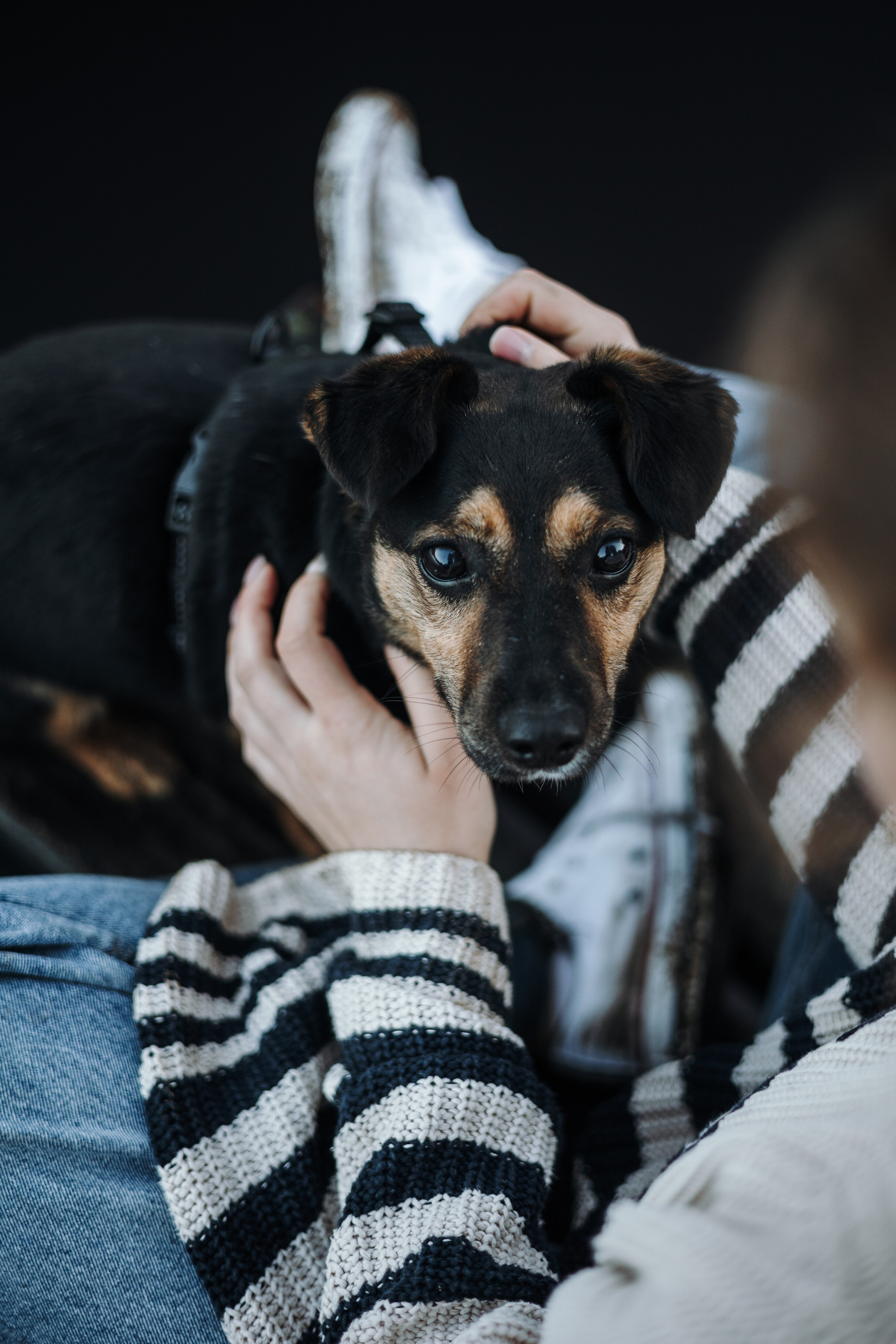 Ольга и Рекс. Фотограф — Анималист | Санкт-Петербург