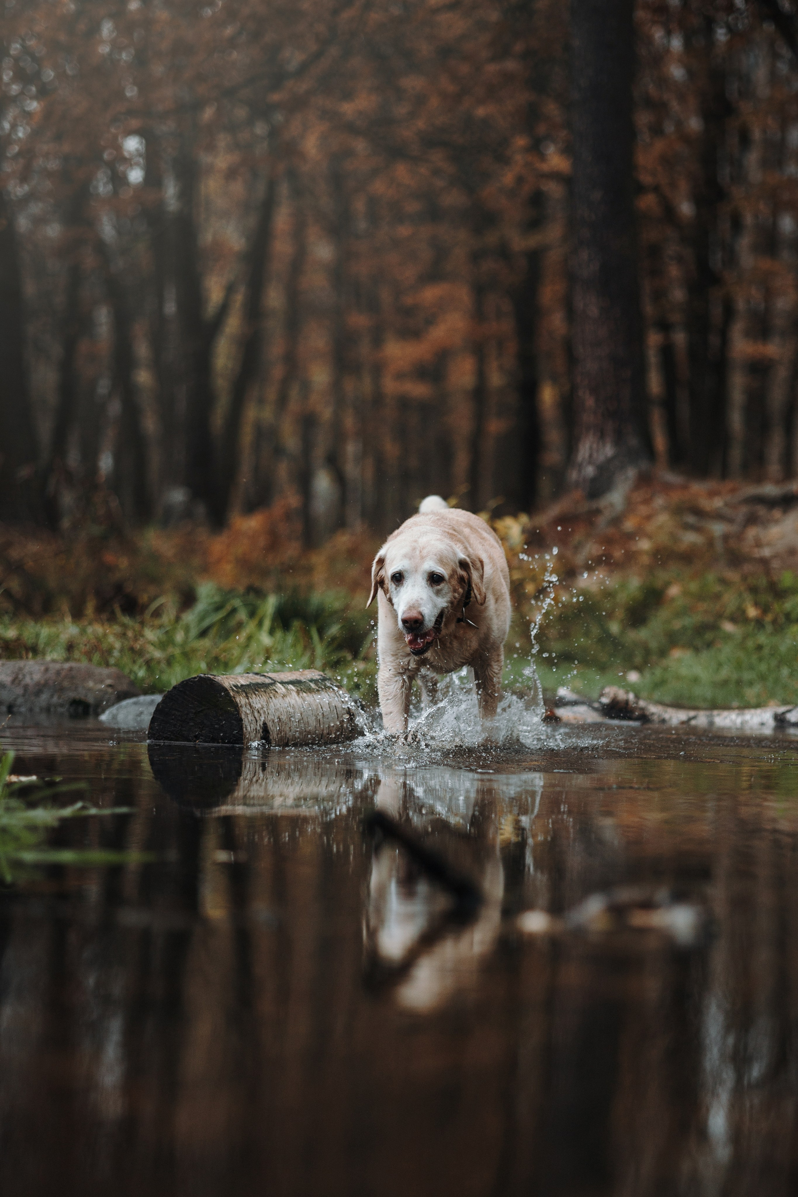 Оксана и Барон. Фотограф — Анималист | Санкт-Петербург