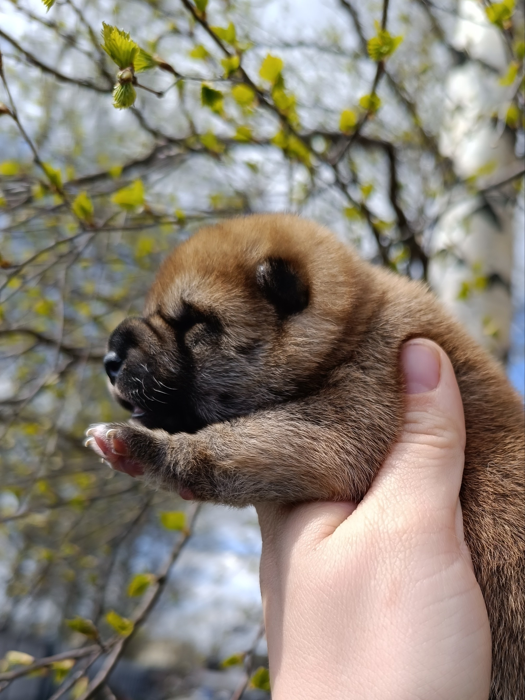 Сиба Rubylight Germes питомник Рубилайт